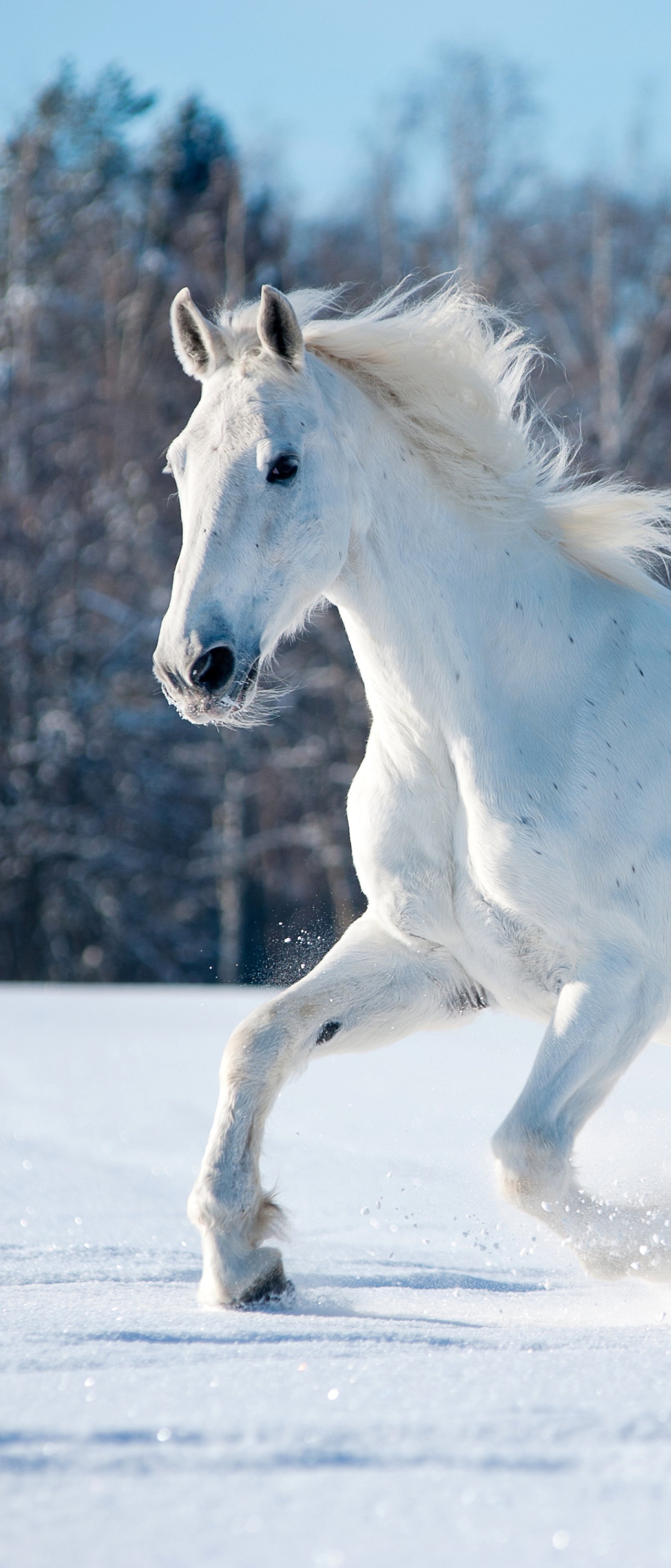 Horse: A large solid-hoofed herbivorous ungulate mammal, Equus caballus. 1650x3840 HD Background.