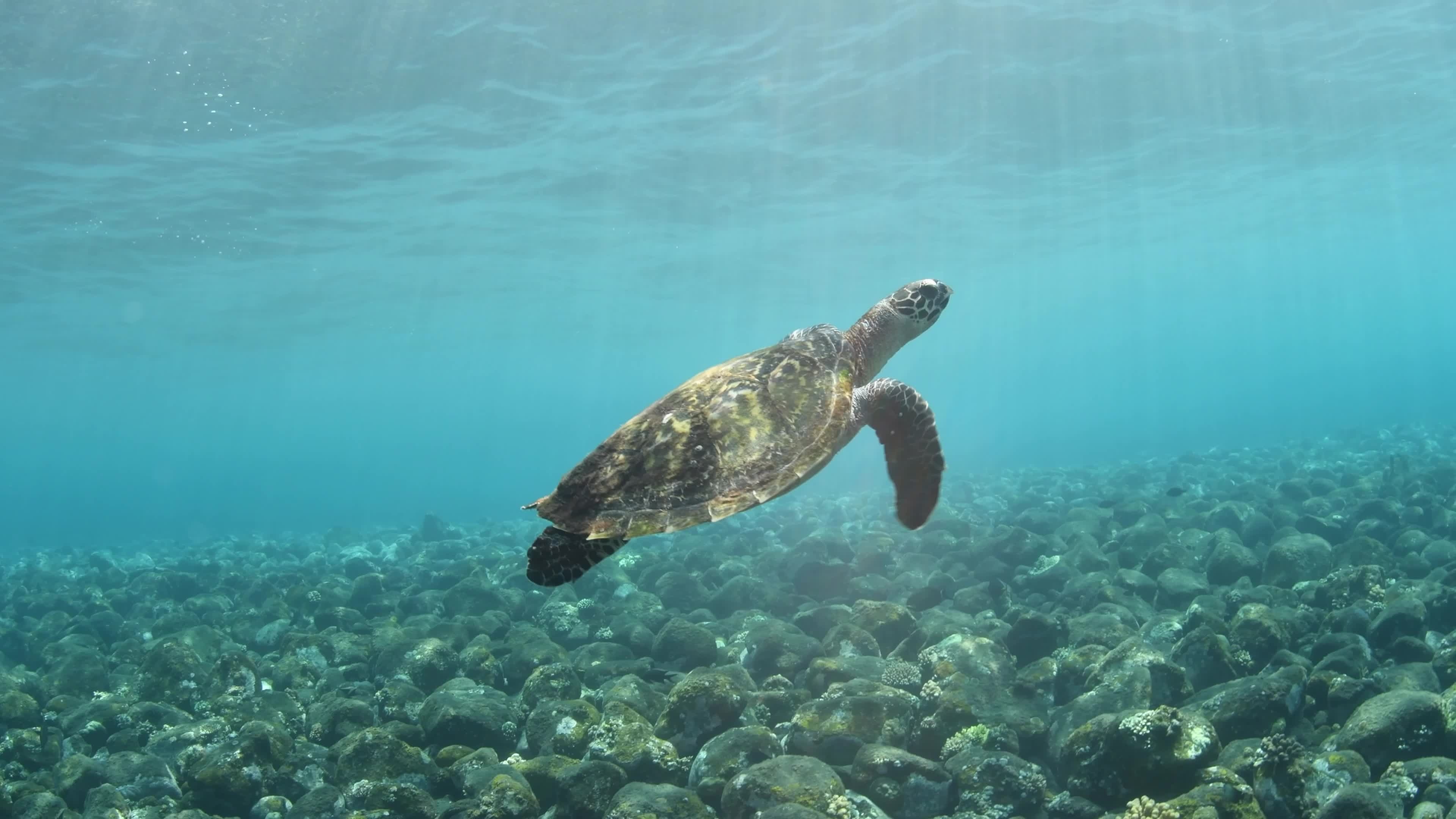 Sea turtle exploration, Coral reef beauty, Food hunting, Fascinating marine ecosystem, 3840x2160 4K Desktop