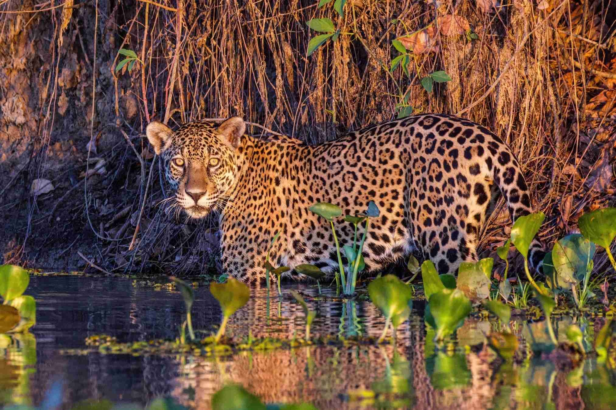 Pantanal Matogrossense, Travels, pantanal green season, jaguar safaris, 2030x1350 HD Desktop