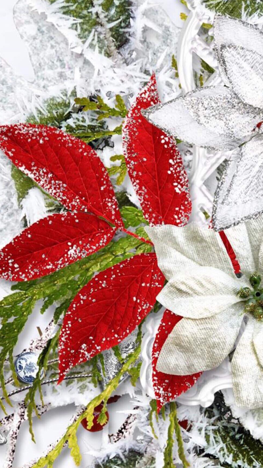 Poinsettia: During the holidays, poinsettias are popular Christmas plants. 1080x1920 Full HD Background.