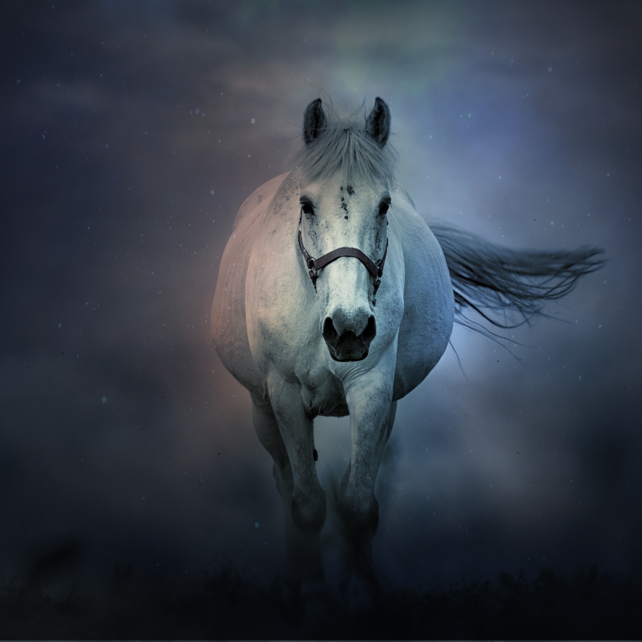 Horse: A majestic animal that embodies the spiritual power of independence, freedom, nobleness, endurance. 2050x2050 HD Wallpaper.