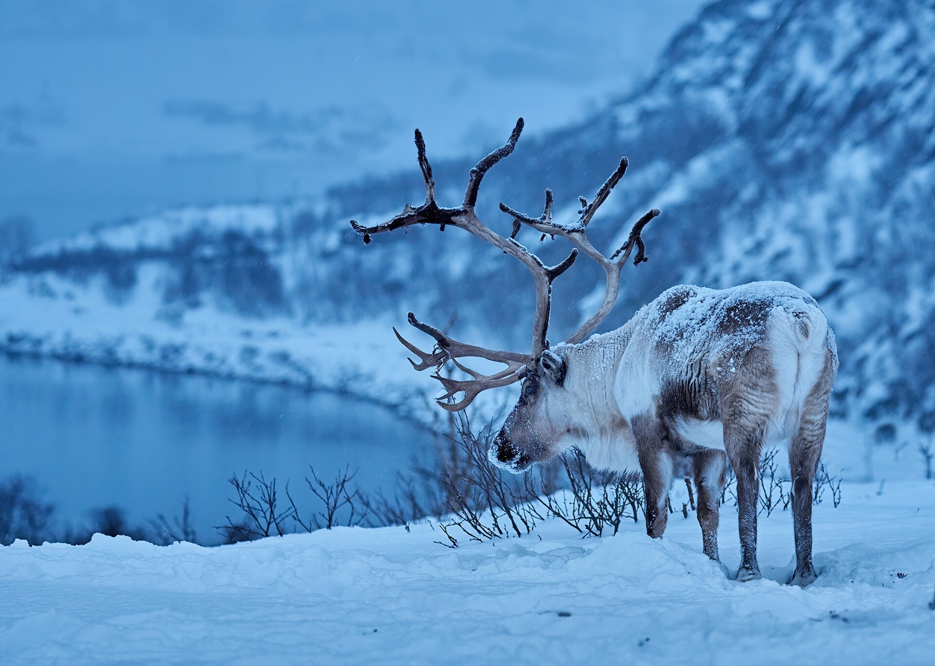 Reindeer: Female species can live up to 17 years and male species for 4 years less. 1920x1370 HD Background.