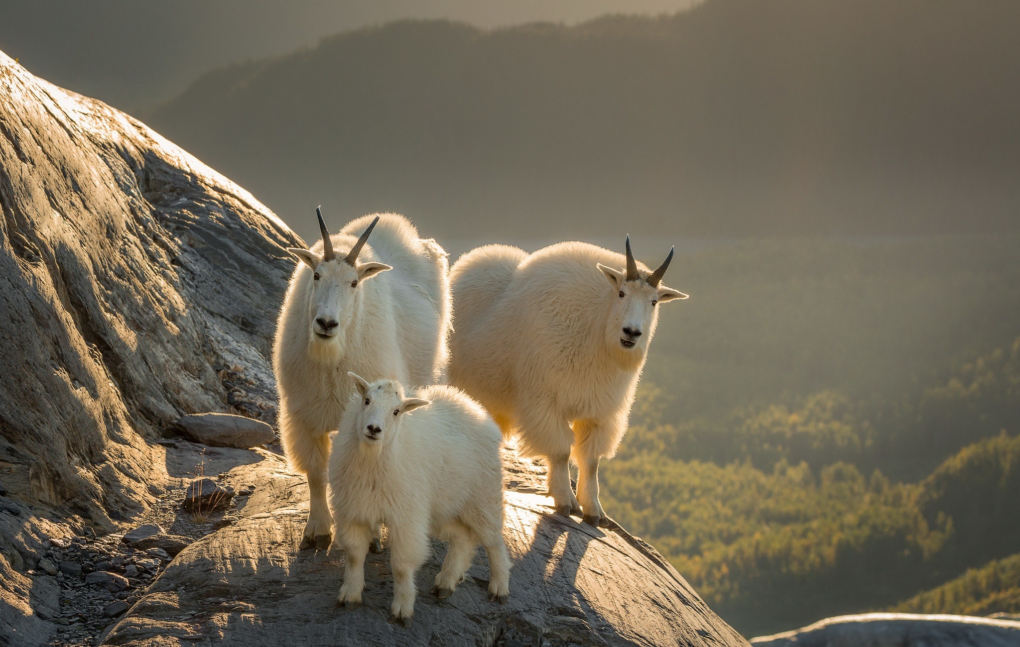 Mountain goat, Majestic creature, breathtaking view, Nature's beauty, 2050x1300 HD Desktop