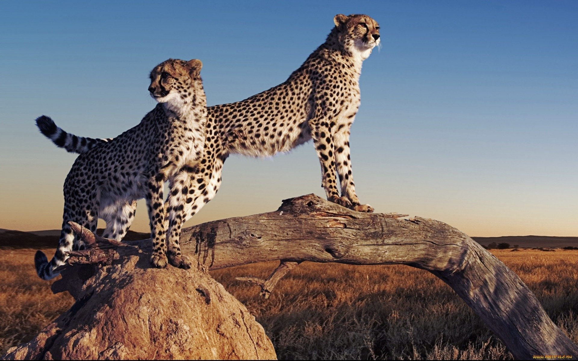 Cheetah wallpaper, Elegant and fierce, Captivating beauty, African predator, 1920x1200 HD Desktop