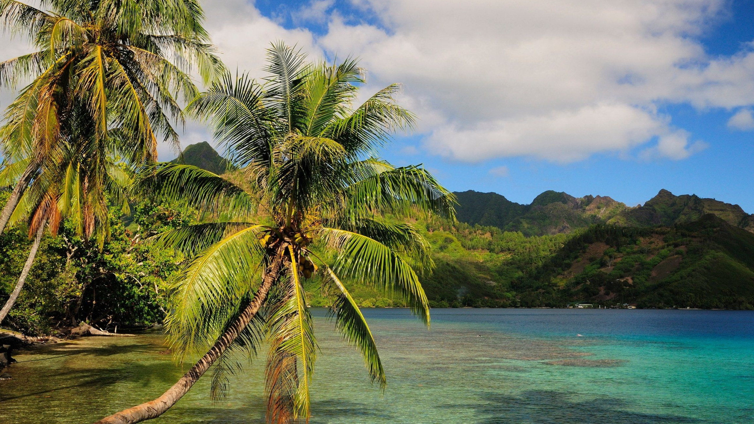 Paradise beach, Sandy shores, Tropical escape, Palm tree bliss, 2560x1440 HD Desktop