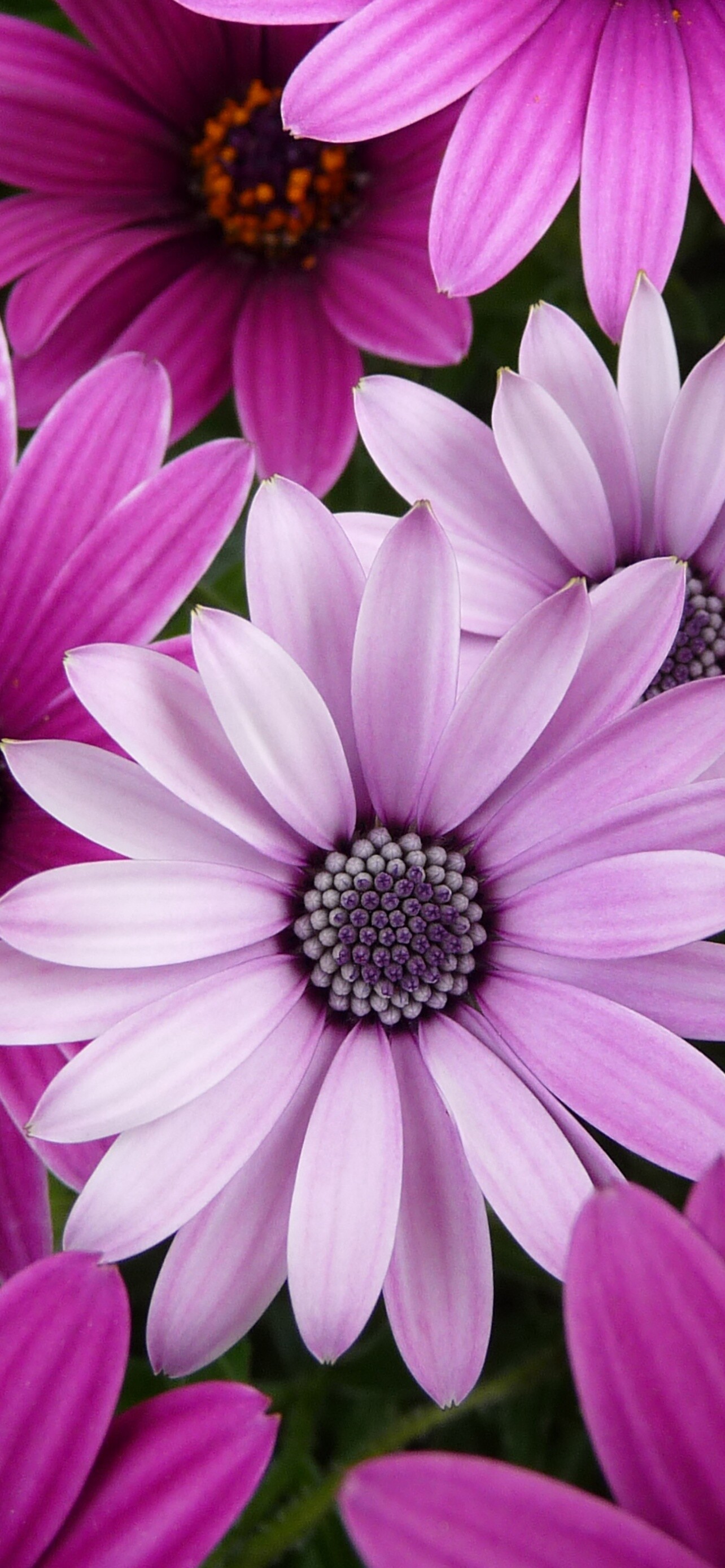Daisy: This star-shaped flowering plant can be either annual or a perennial and comes in a variety of colors from bright white to the most electrifying shades of pinks, purples, and yellows. 1290x2780 HD Wallpaper.
