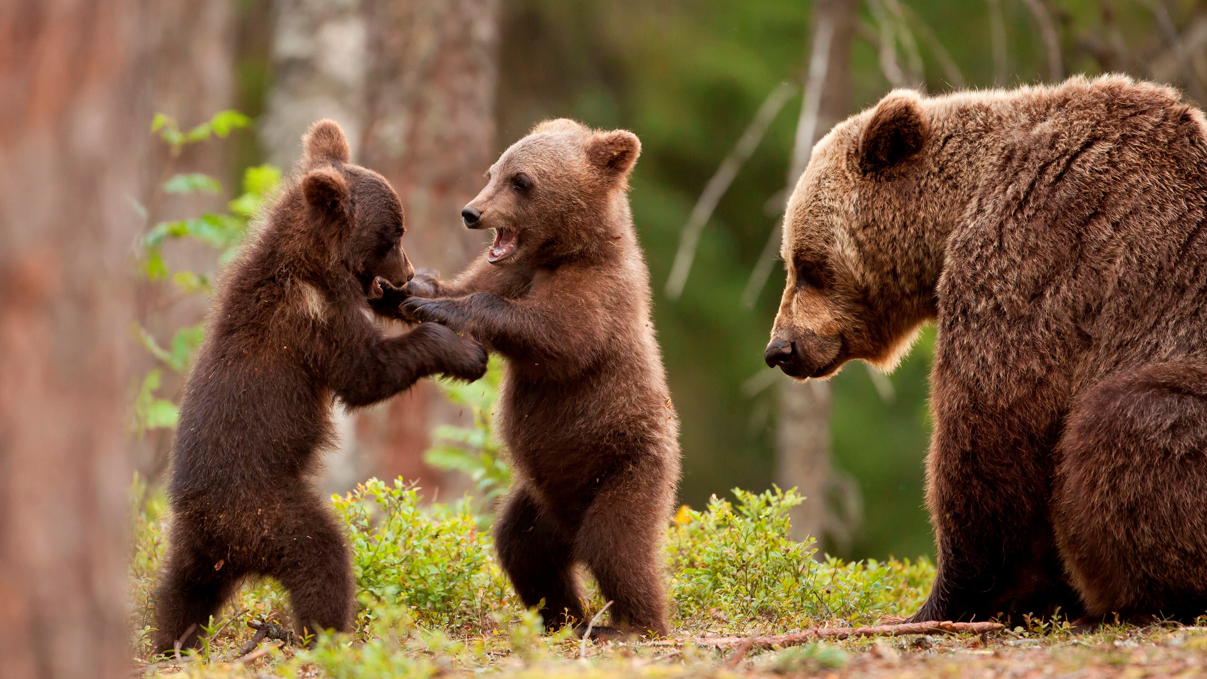 Bear: Mammals, Distinctive by their fur-based bodies and strong claws, Cubs. 3840x2160 4K Wallpaper.