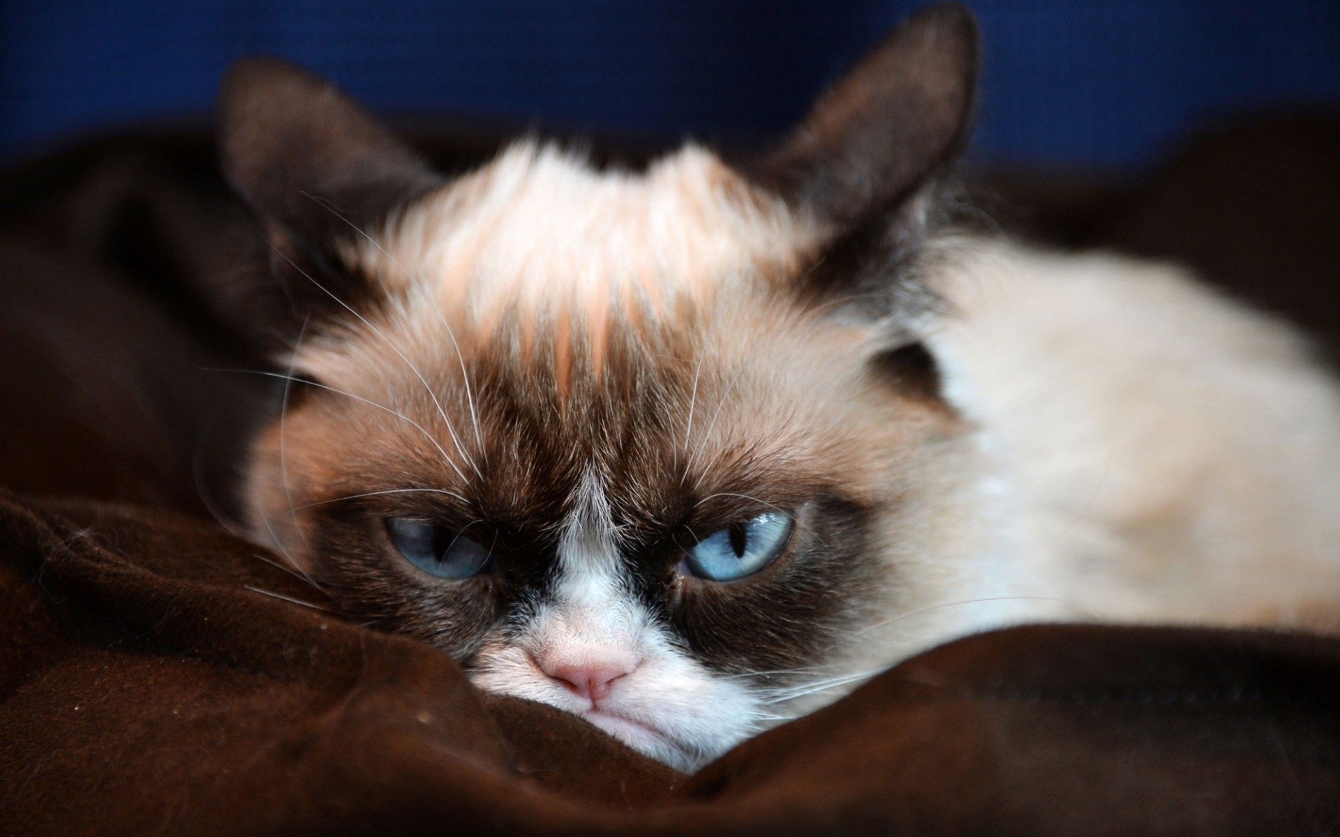 Grumpy Cat, Iconic expression, Viral cat, Internet sensation, 1920x1200 HD Desktop
