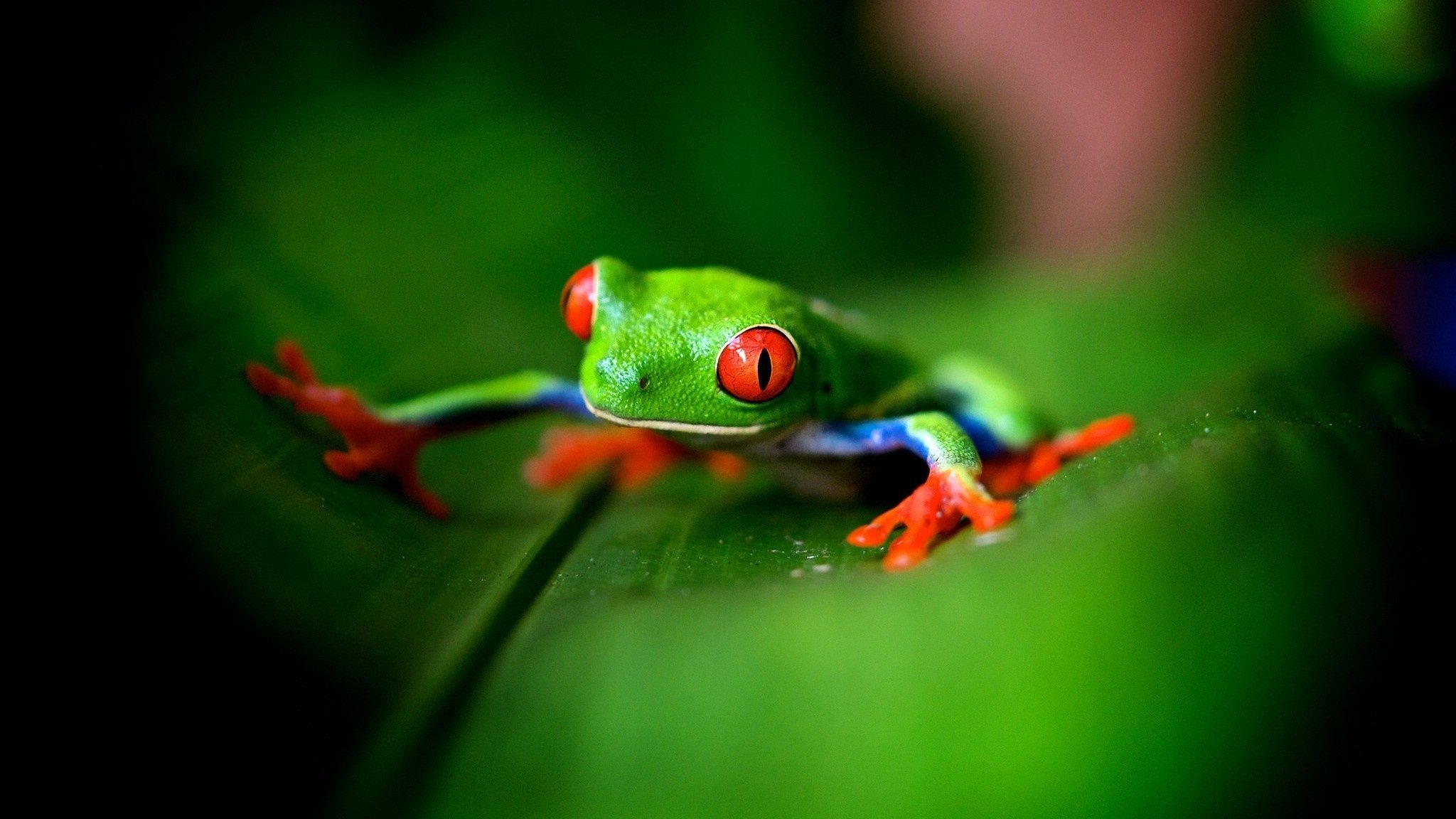 Cute green frog, Vibrant red-eyed frog, Whimsical wallpaper, Tree frog lover, 2050x1160 HD Desktop