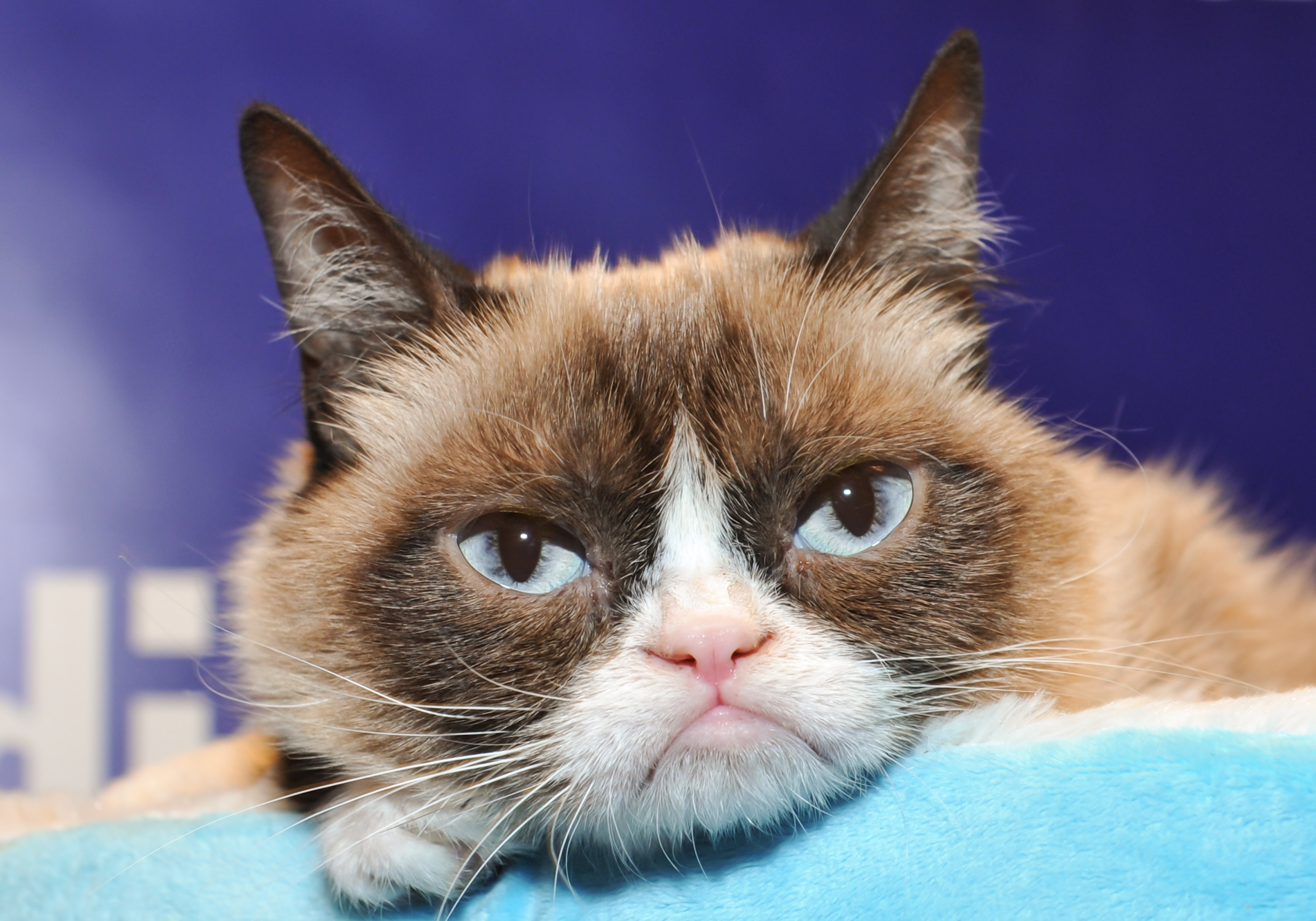 Grumpy Cat, Grumpy cat banner grounded by Blizzard in Philadelphia, 3000x2100 HD Desktop