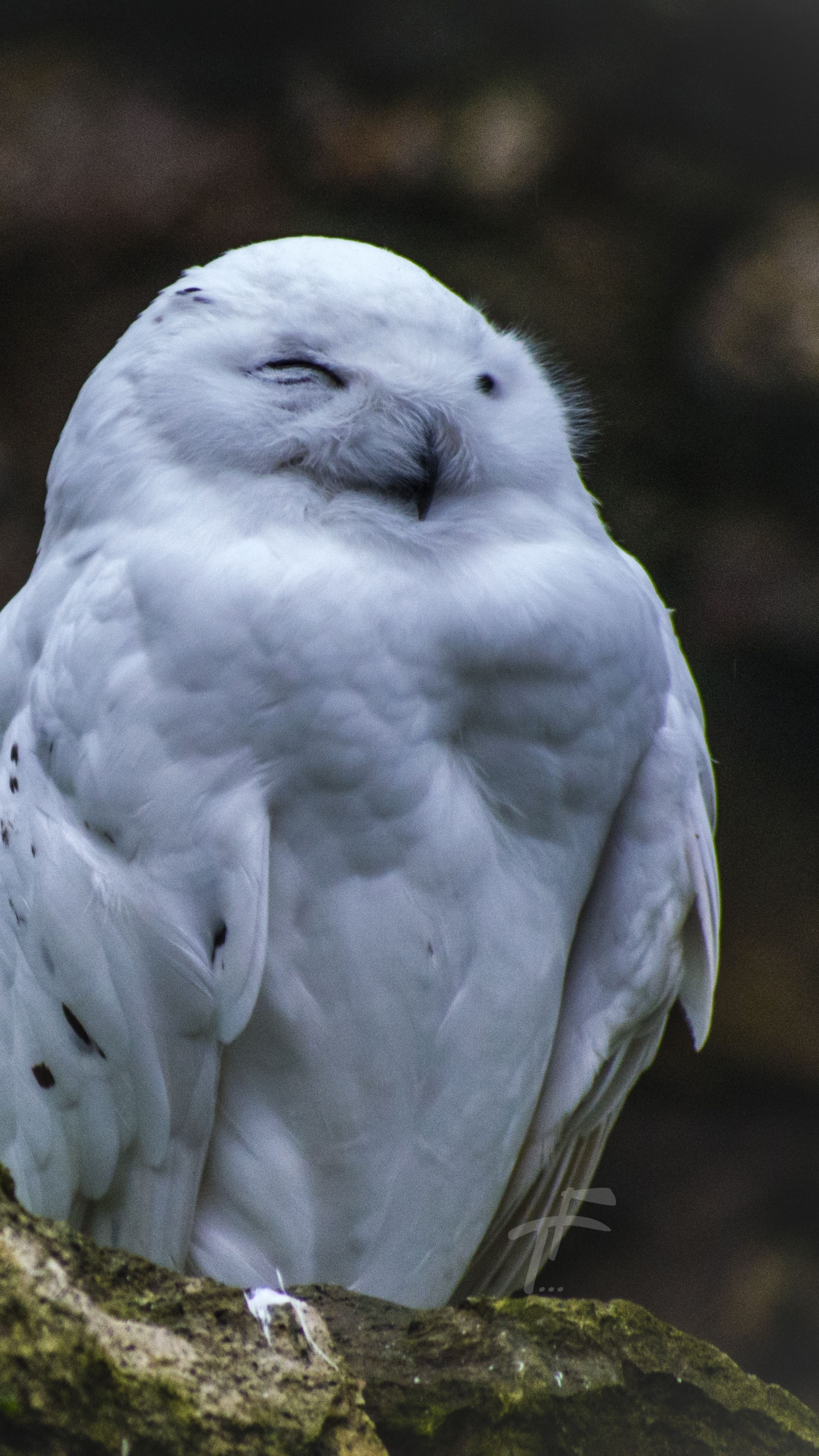 Hedwig: Used for delivering messages throughout the Harry Potter series. 2160x3840 4K Background.