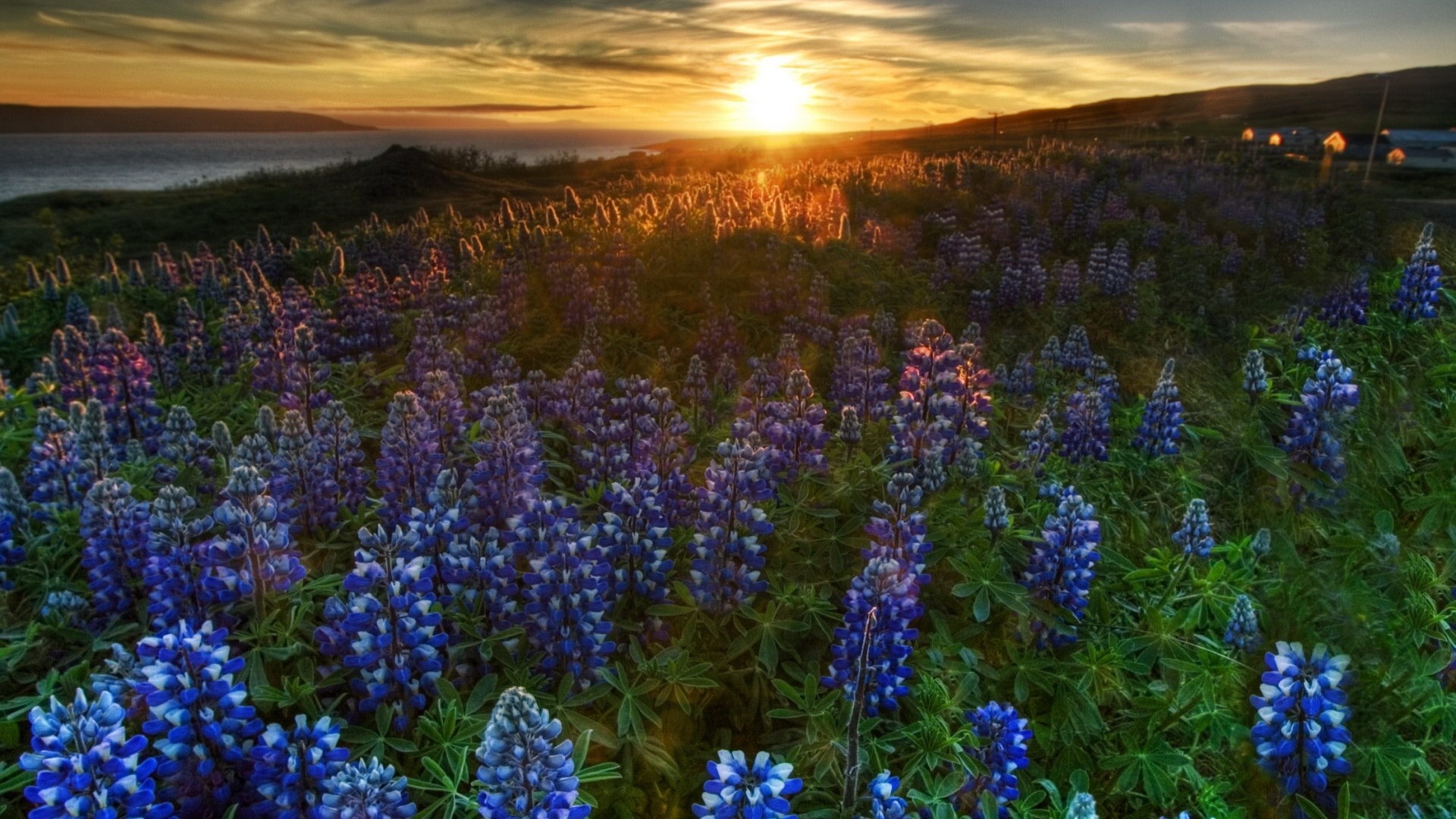 Sonnenuntergang beleuchtet Bluebonnet Blumen, 1920x1080 Full HD Desktop