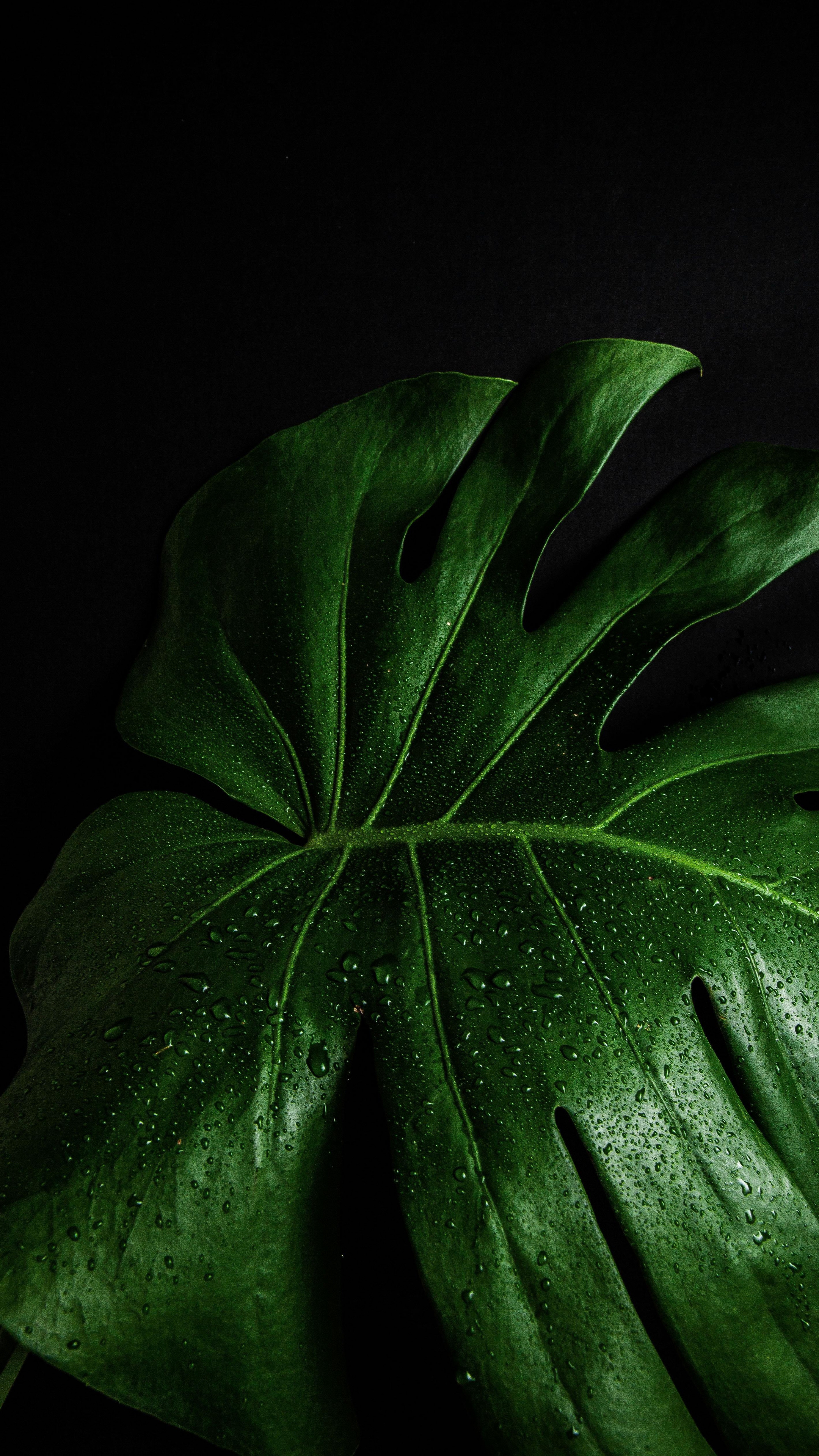 Green Leaf: Close-up monstera deliciosa, A large, leathery, glossy, pinnate, heart-shaped leaf. 2160x3840 4K Wallpaper.