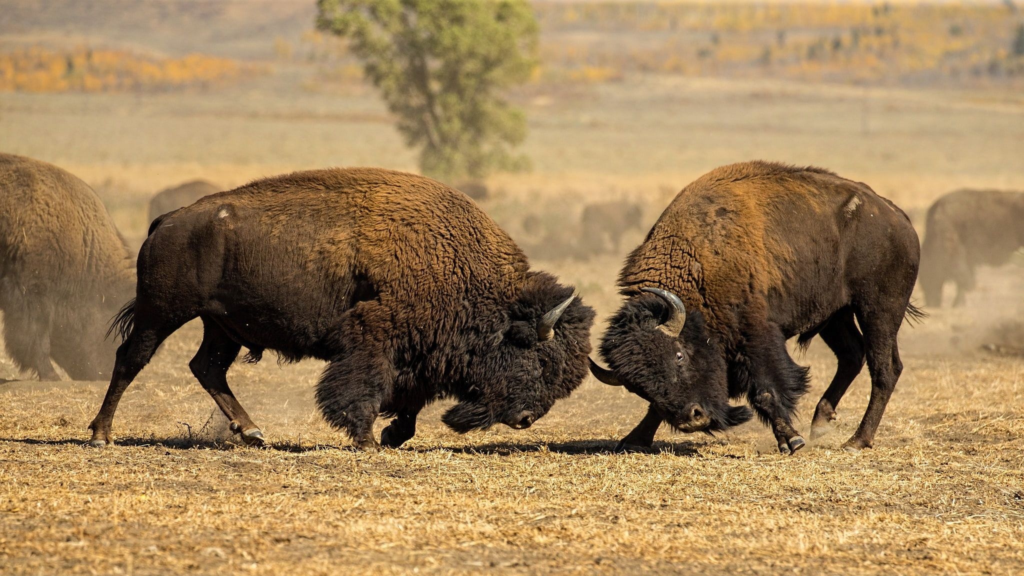 Nature's battle captured, Horned buffalo spectacle, HD wildlife wallpaper, Bison in action, 2050x1160 HD Desktop
