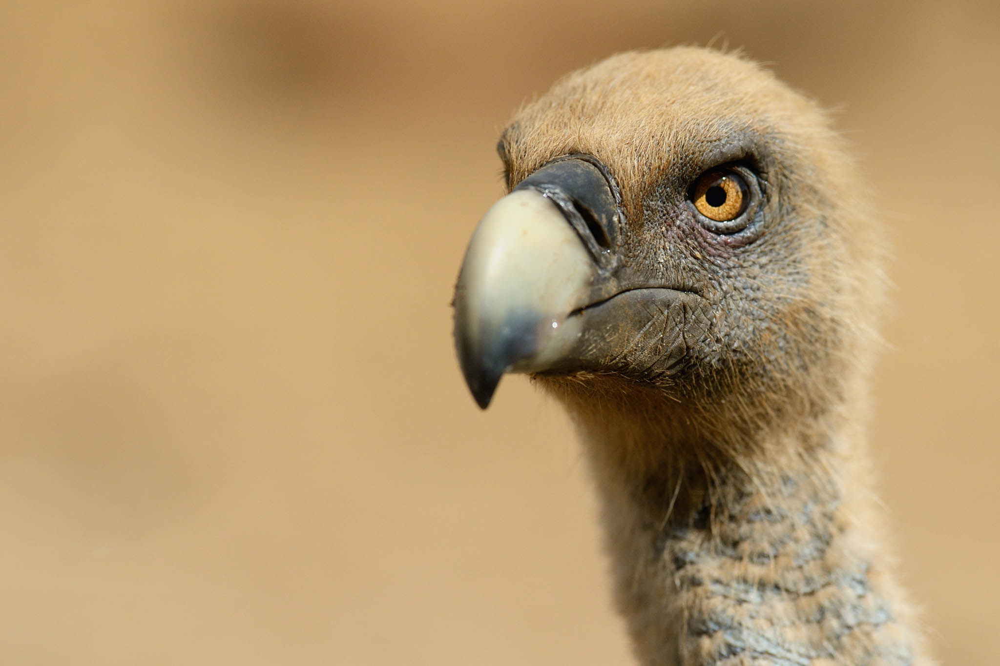 Griffon (Bird): The 7 species of New World vultures include condors. 2050x1370 HD Wallpaper.