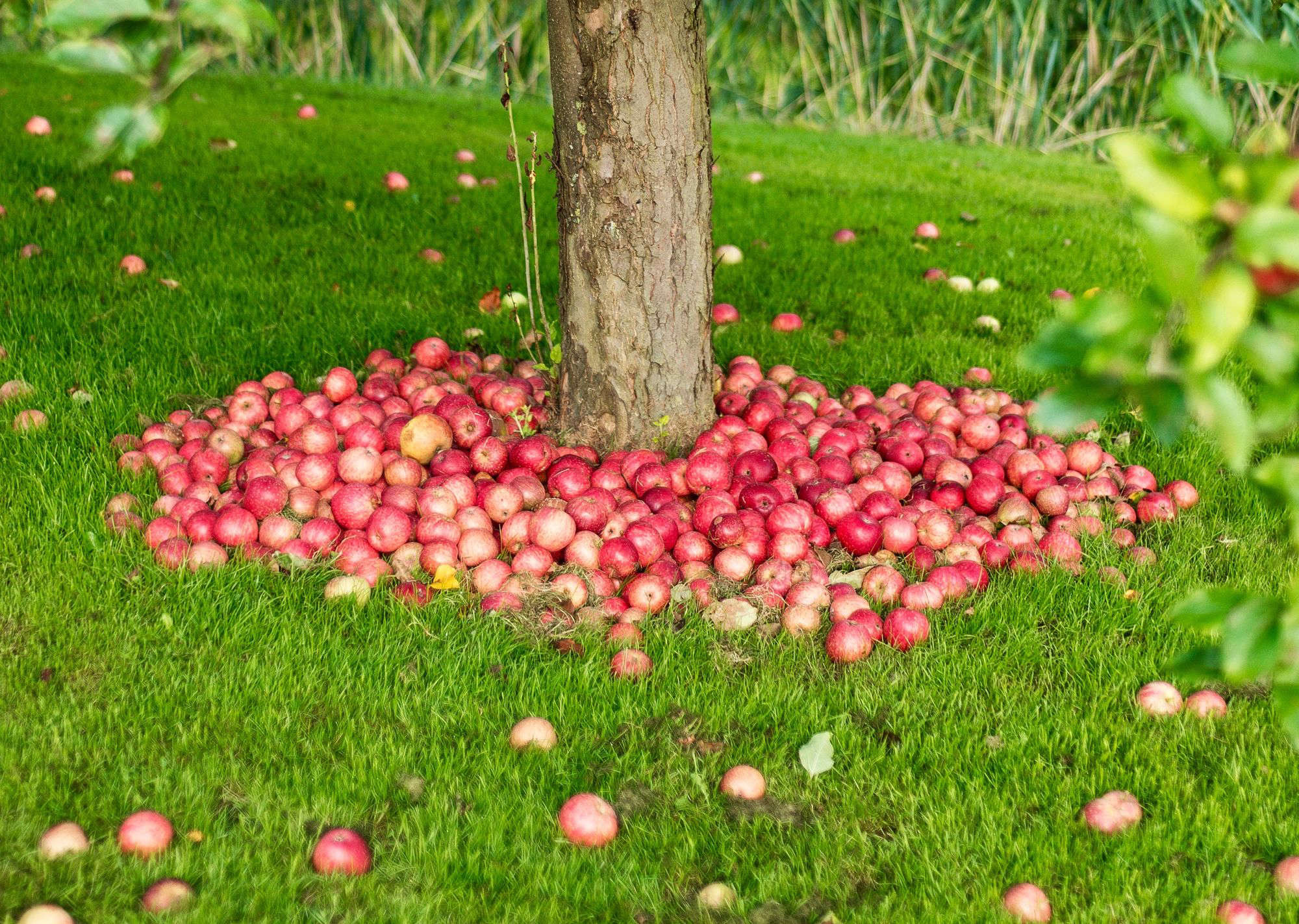 Apple Tree, Successfully grow apple tree, Field guide, Planting care, 2000x1430 HD Desktop