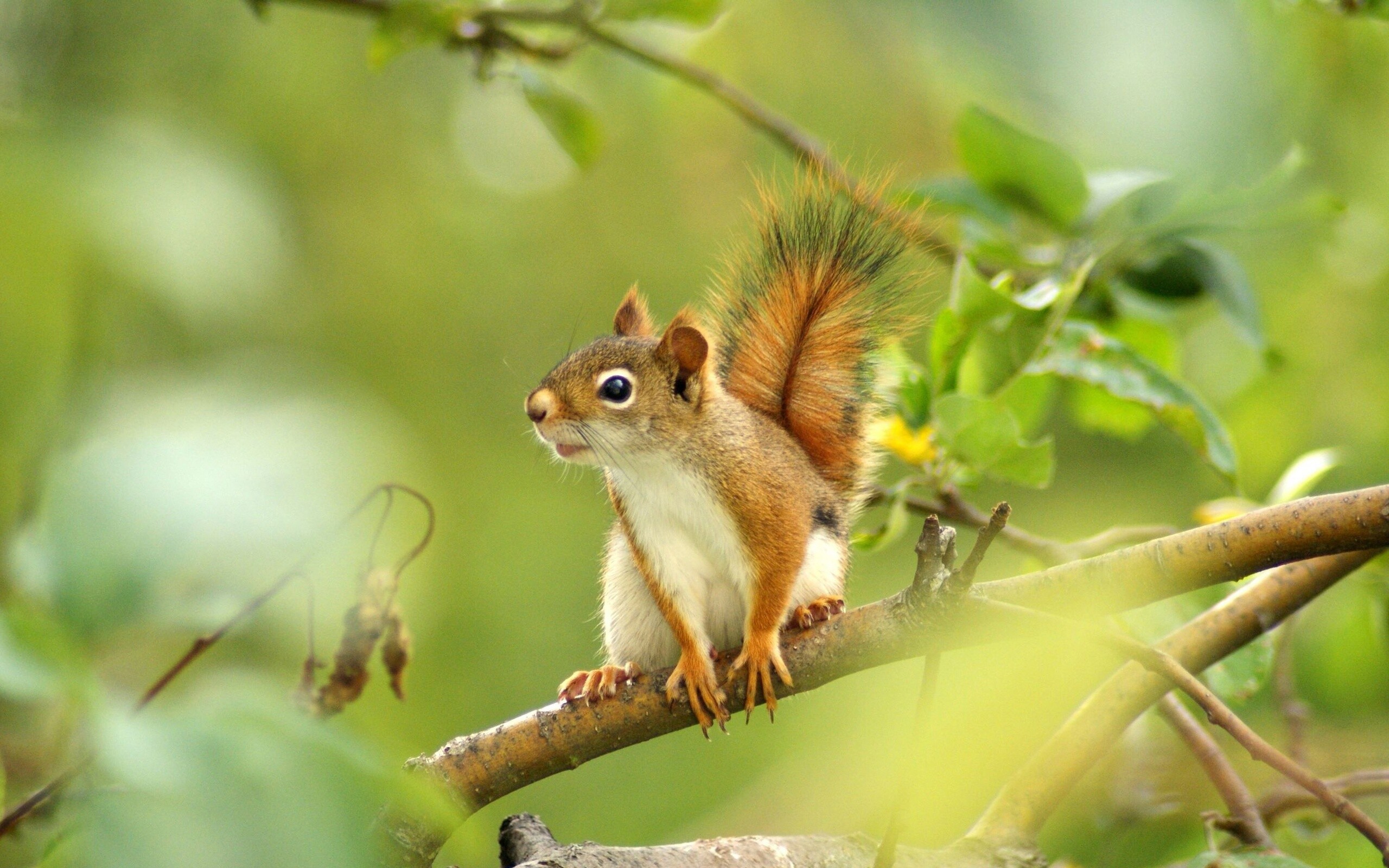 Squirrel: Rodents, Belong to the subfamily Sciurinae. 2560x1600 HD Wallpaper.