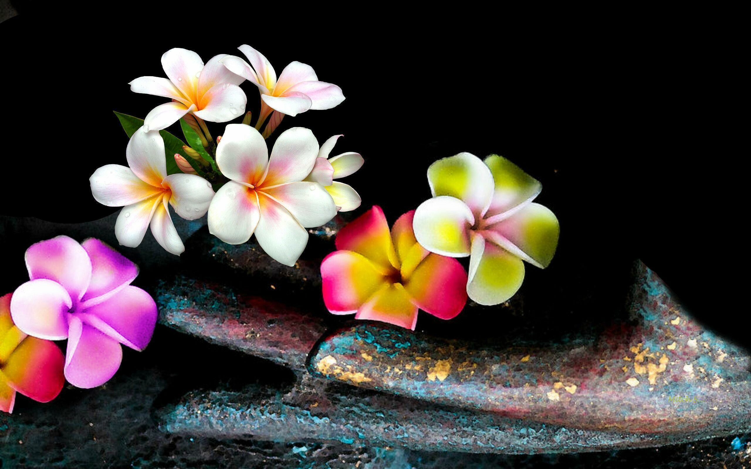 Frangipani Flower: A genus of about 12 species of deciduous shrubs or small trees in the Dogbane family. 2560x1600 HD Wallpaper.