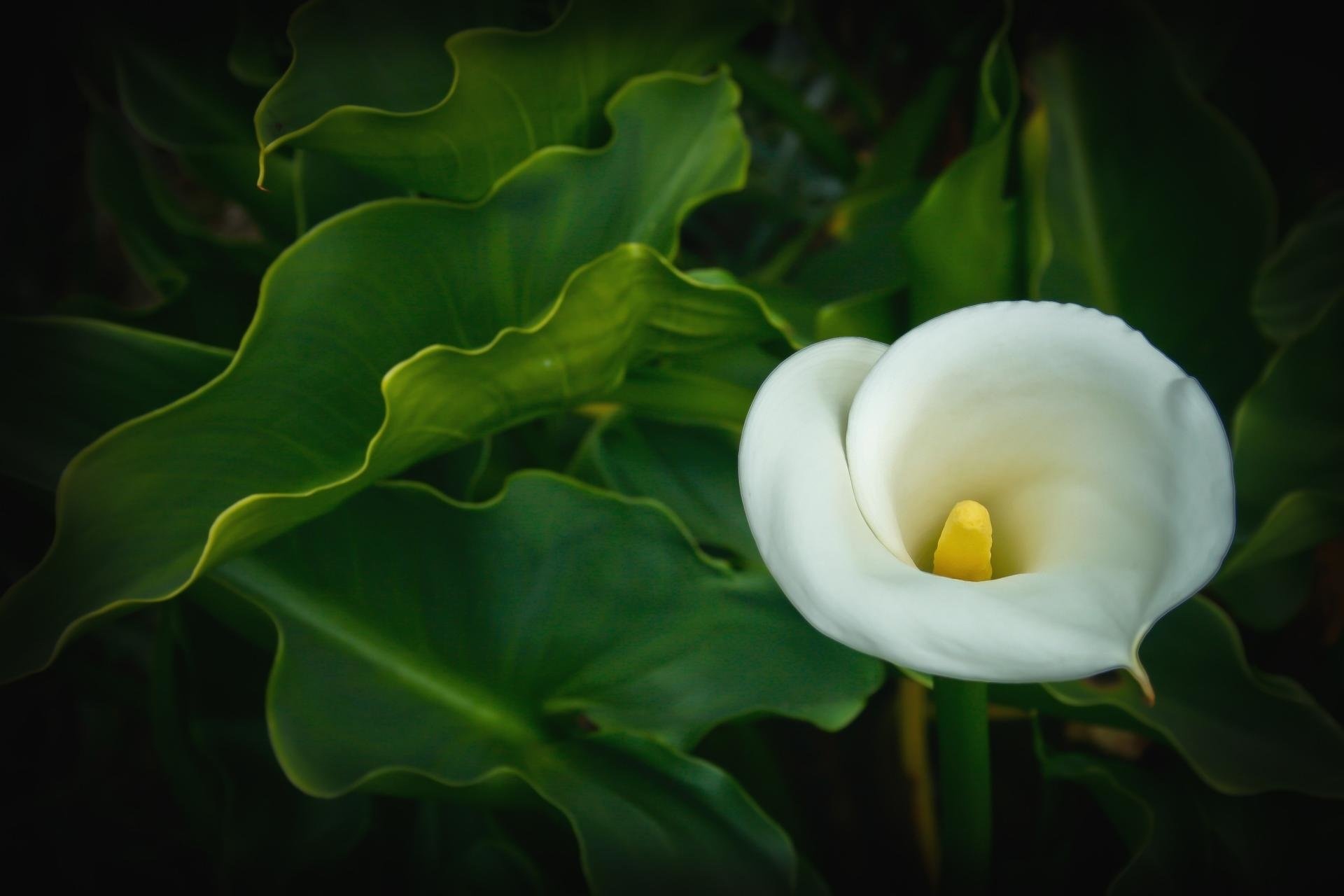 Calla Lily: The female flowers have a single, compound pistil with three fused carpels and three locules. 1920x1280 HD Background.