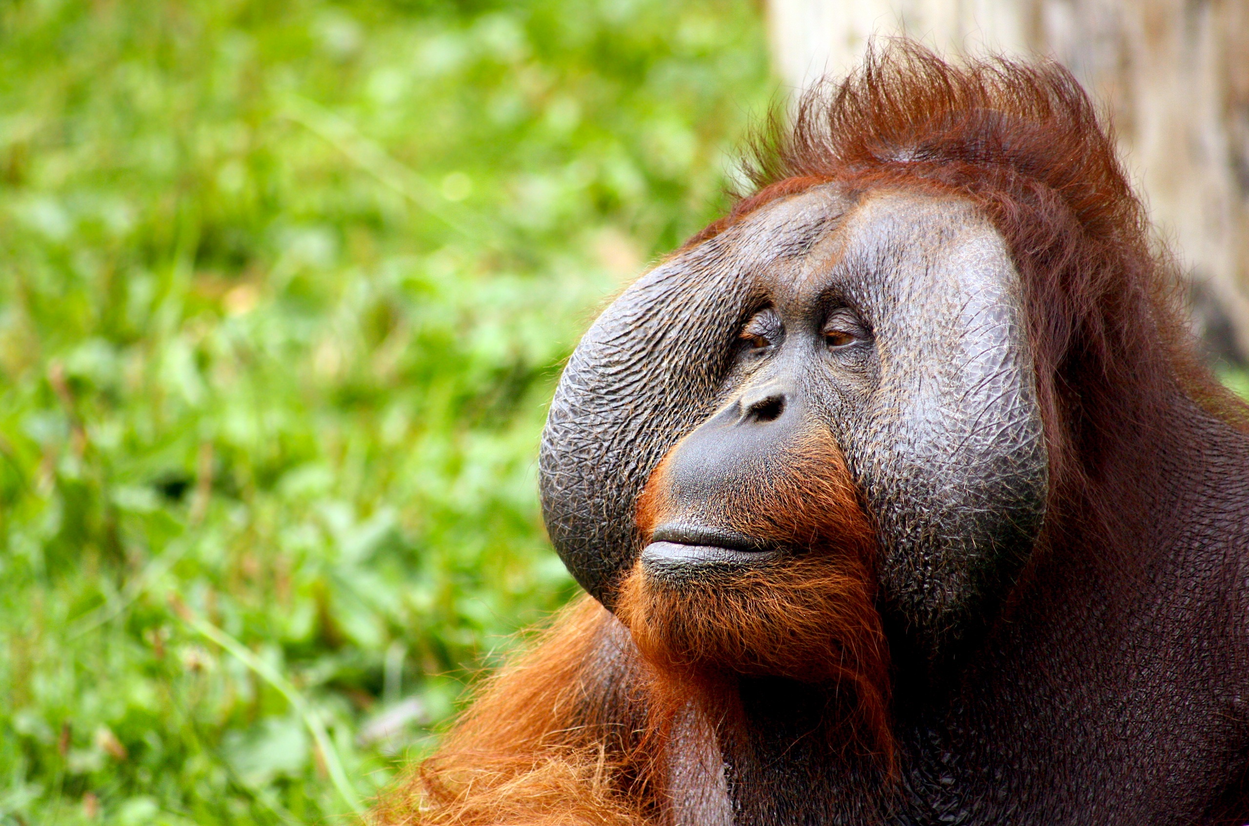 Orangutan, Captivating photos, Free download, Pexels stock, 2560x1700 HD Desktop
