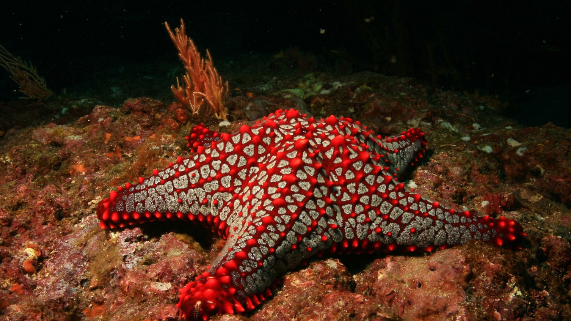 Sea Star: Marine animals that cannot survive in fresh water. 1920x1080 Full HD Wallpaper.