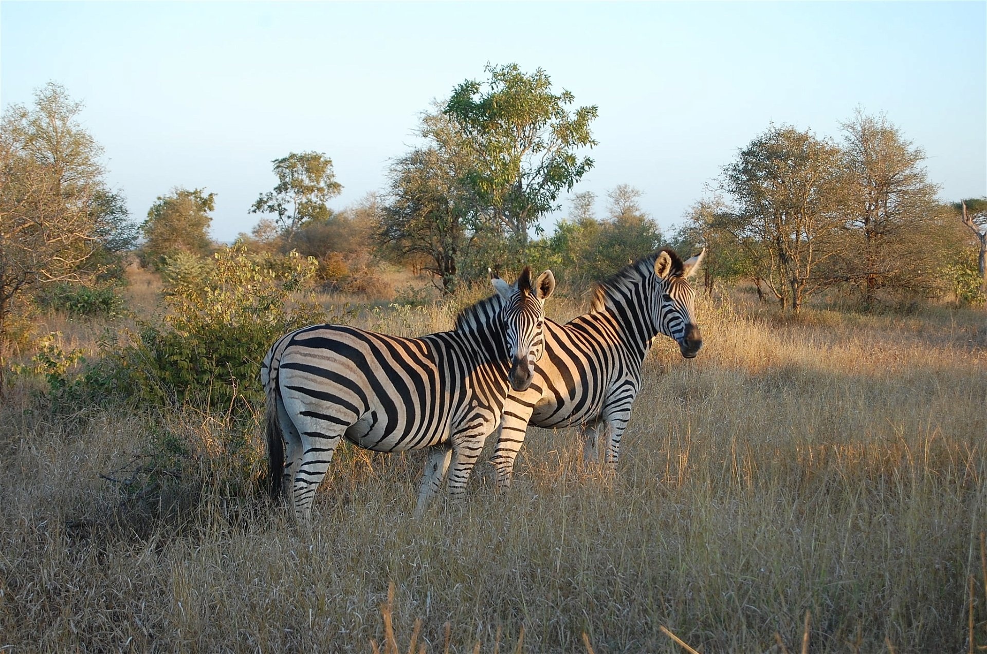 Kruger National Park, Tourist attractions, Natural landscapes, Trekking adventures, 1920x1280 HD Desktop