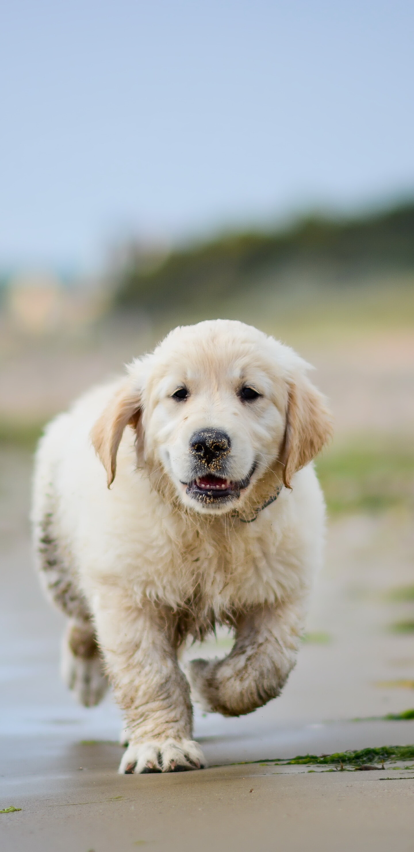 Golden Retriever: Puppy, Frequent competitor in dog shows and obedience trials, Dog breed. 1440x2960 HD Wallpaper.