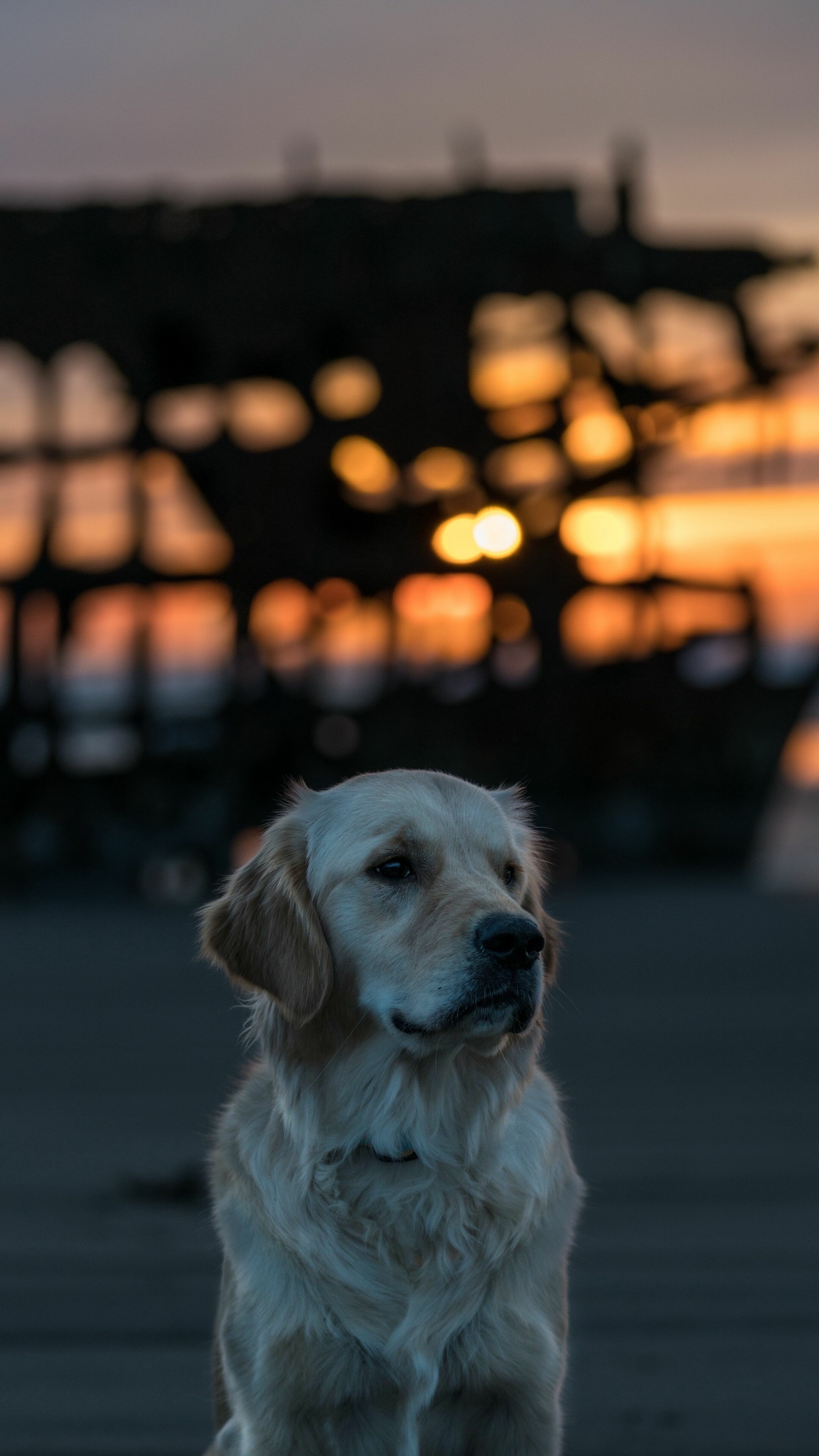 Golden Retriever: A sturdy, muscular dog of medium size, famous for the dense, lustrous coat of gold that gives the breed its name. 2160x3840 4K Background.