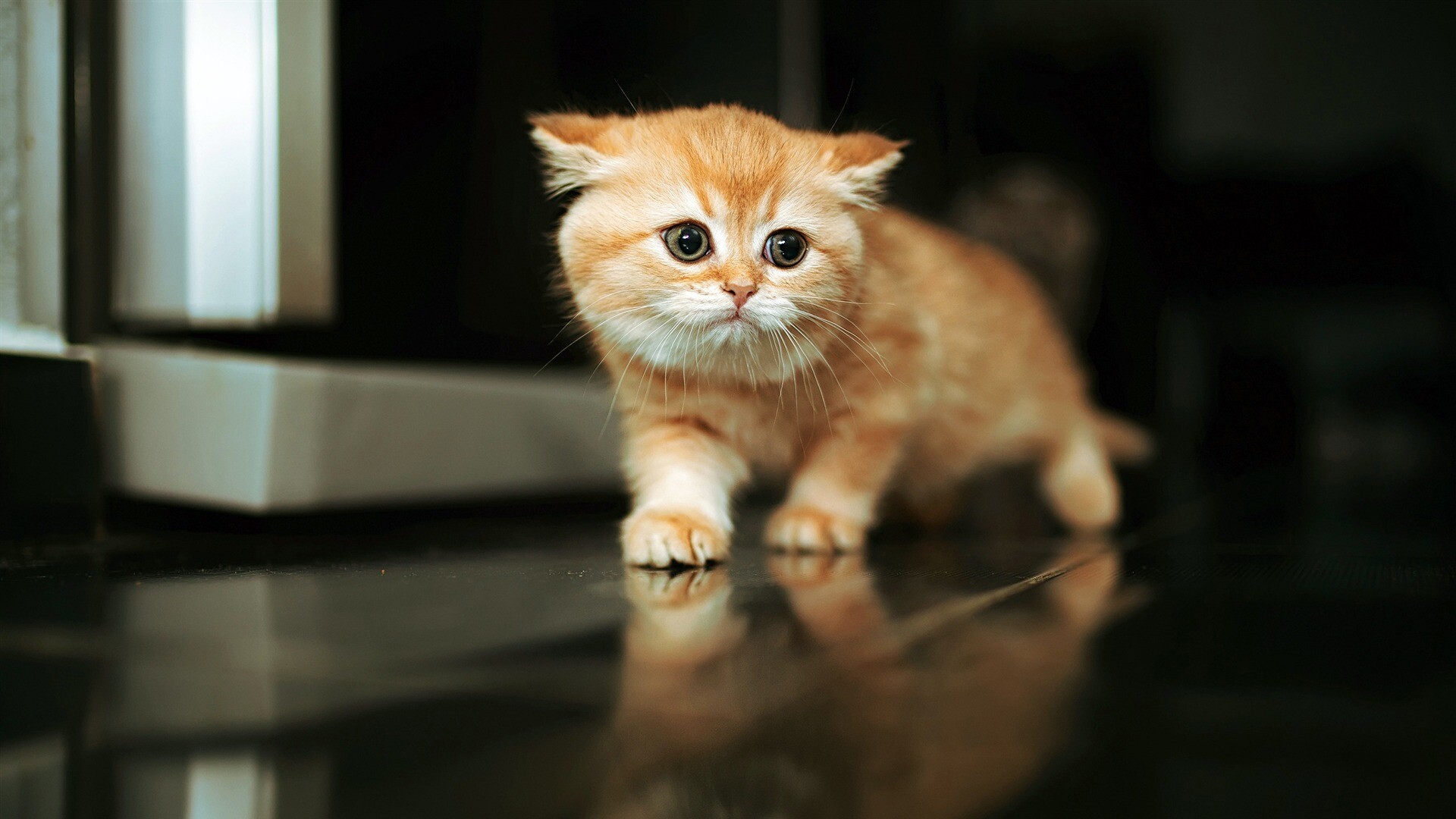 Kitten: Felis catus, A furry animal. 1920x1080 Full HD Wallpaper.