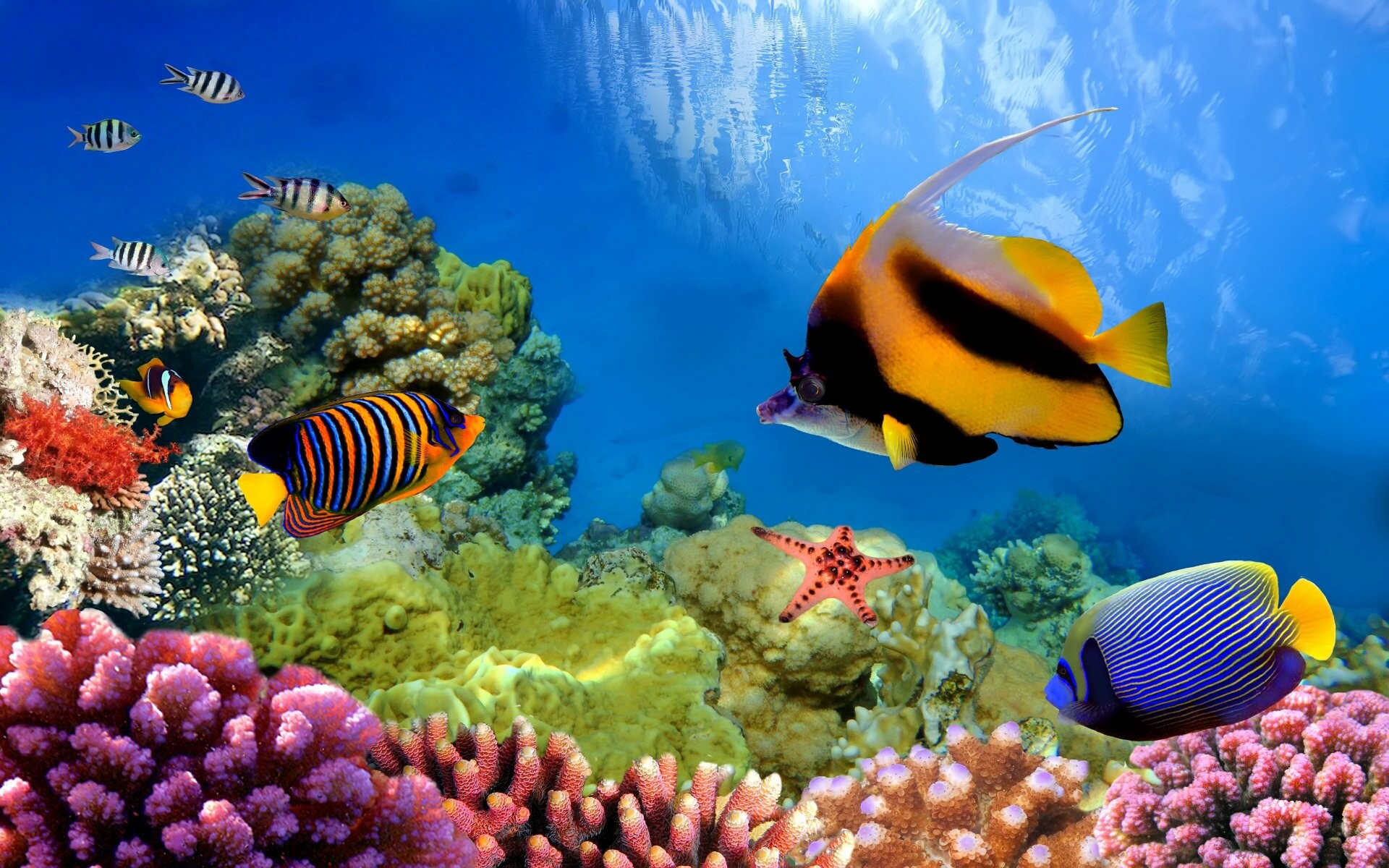 Coral Reef: Deep nutrient-rich water entering reefs through isolated events may have significant effects on temperature and nutrient systems. 1920x1200 HD Background.