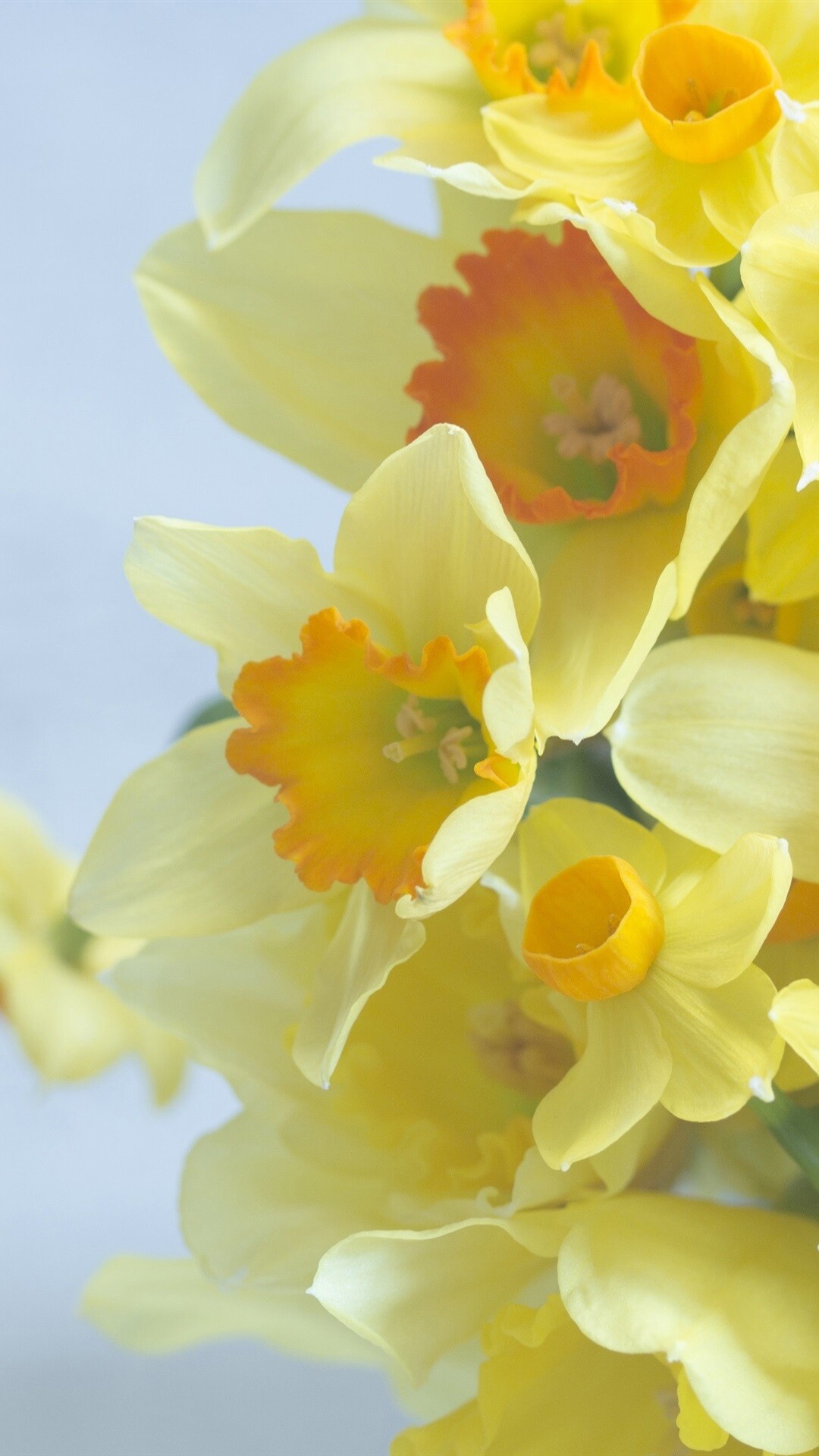 Daffodil: Daffodils, or narcissus, are a bright and vibrant spring flower that trumpet into any garden. 1080x1920 Full HD Background.