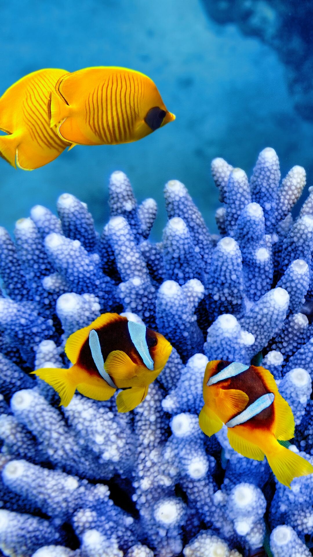 Coral Reef: Scientists estimate that 25 percent of all marine species live in and around reefs, making them one of the most diverse habitats in the world. 1080x1920 Full HD Background.