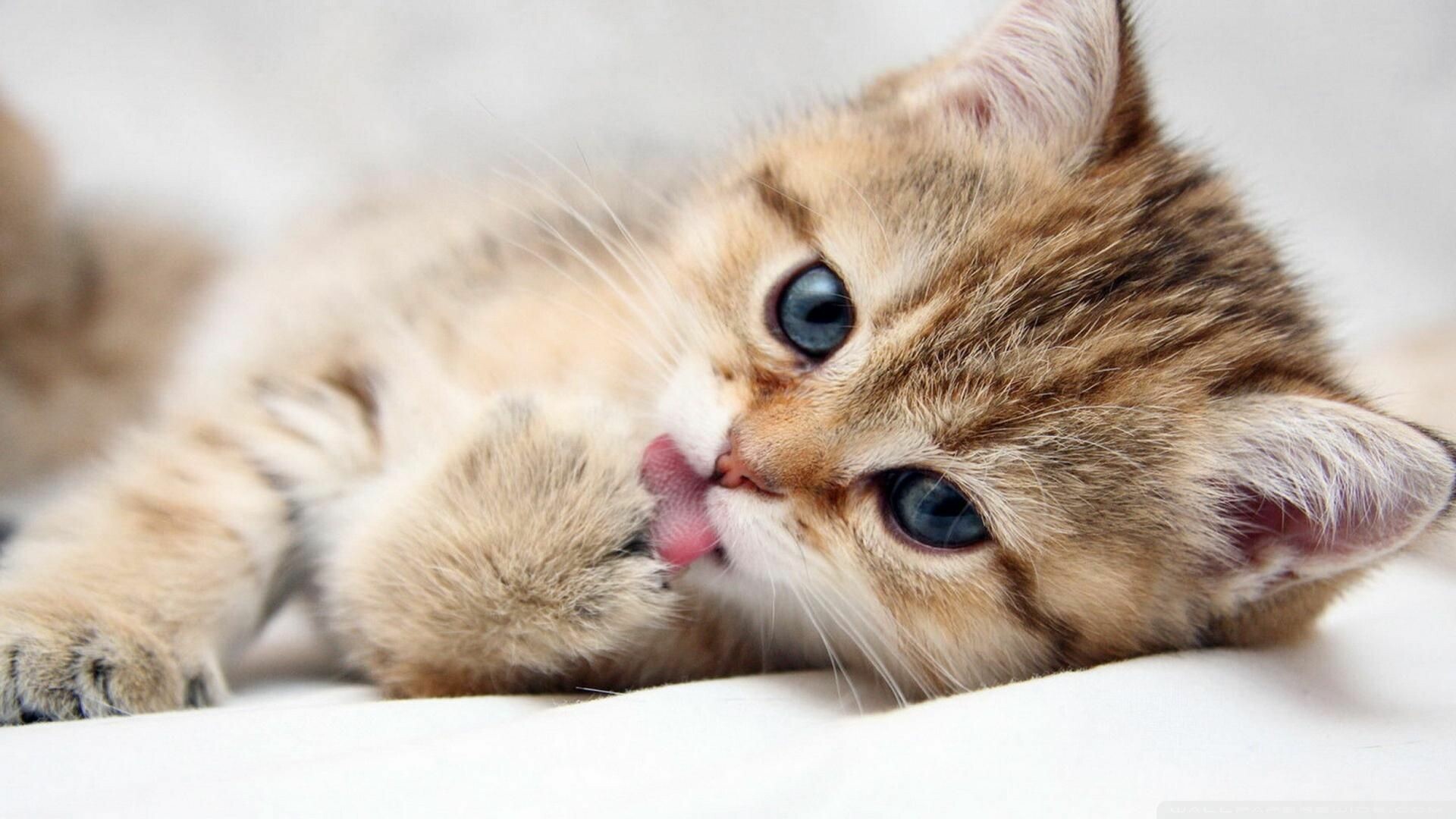 Kitten: A juvenile mammal, Cat, Felidae. 1920x1080 Full HD Wallpaper.
