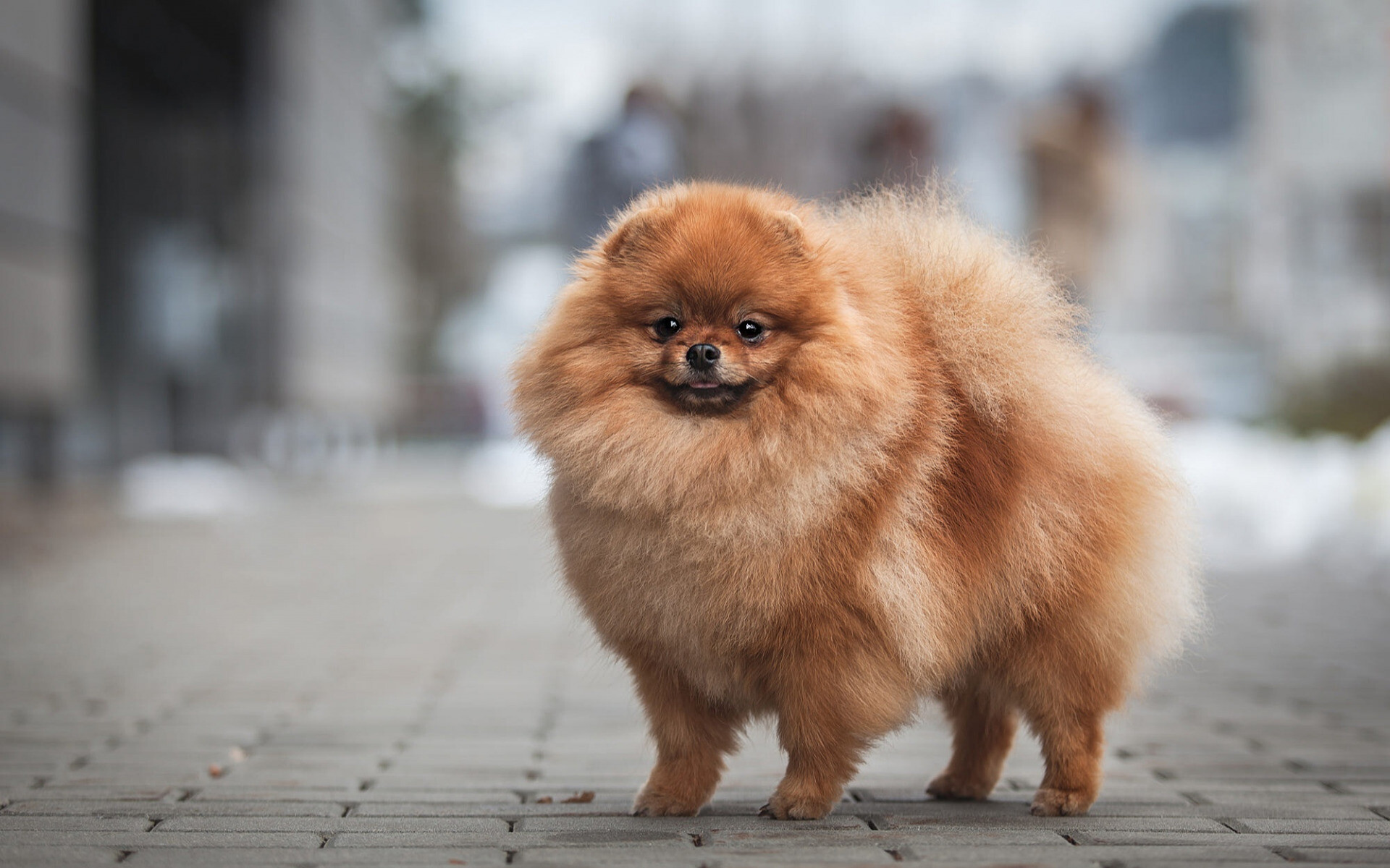 Pomeranian: Spitz, Brown fluffy dog, Pets, Cute animals, Puppies. 1920x1200 HD Wallpaper.