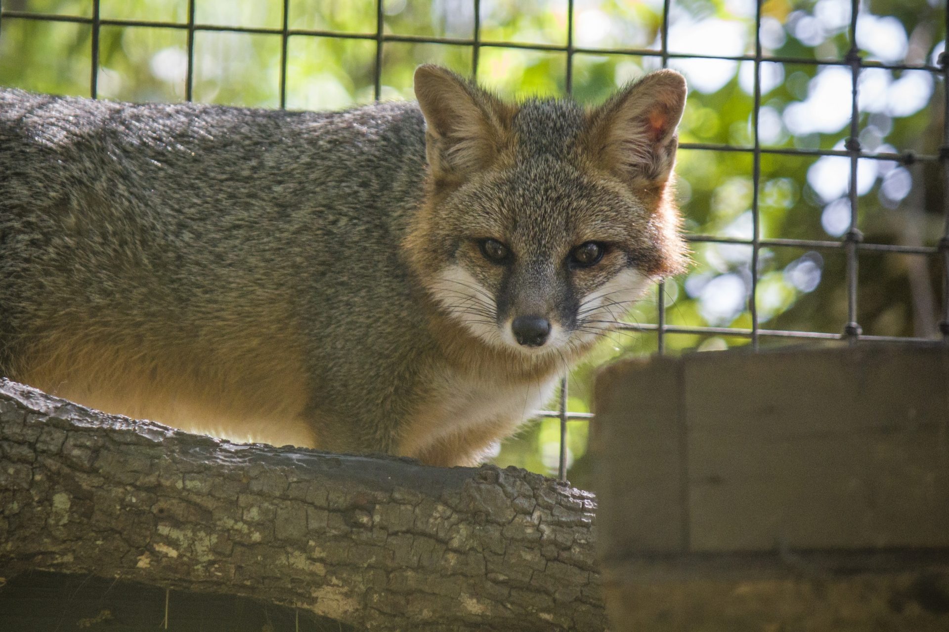 Gray Fox: Habitat, Rocky canyons and ridges, Omnivore, Eating a wide variety of foods. 1920x1280 HD Wallpaper.