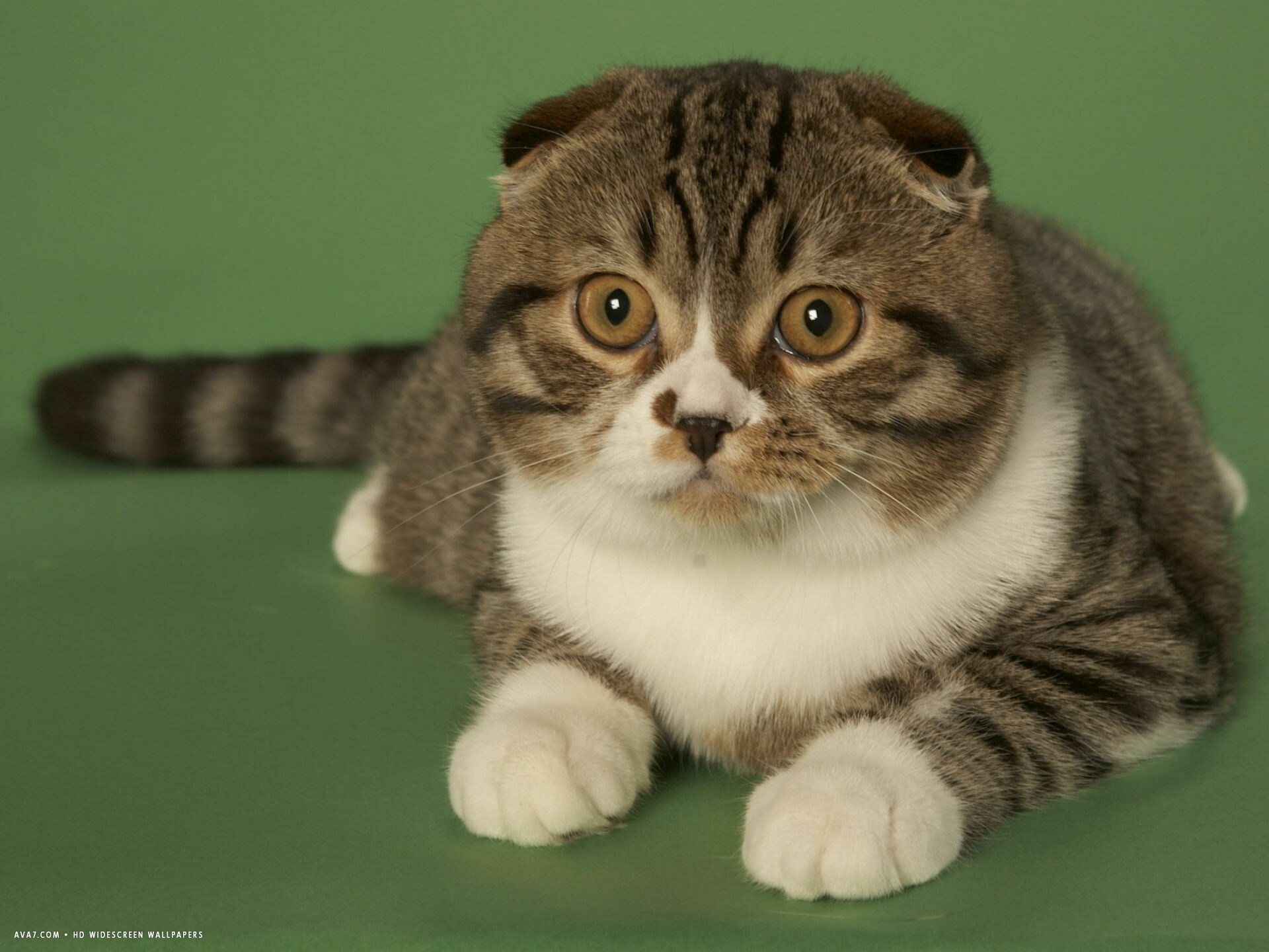 Scottish Fold: A sweet, charming breed, She is an easy cat to live with and to care for. 1920x1440 HD Wallpaper.
