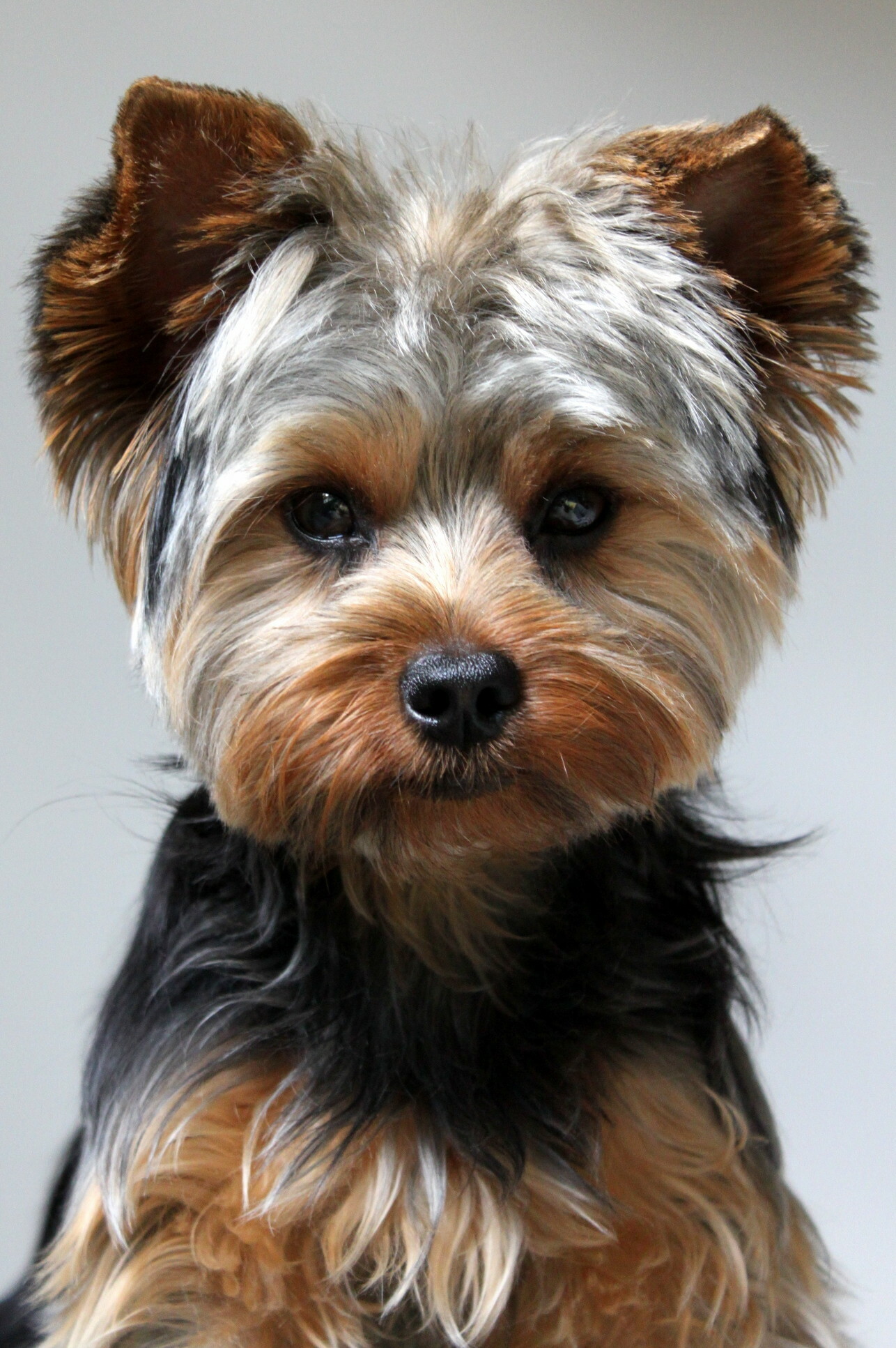Yorkshire Terrier: The smallest dog breed of terrier type, Companion dog. 1290x1940 HD Background.