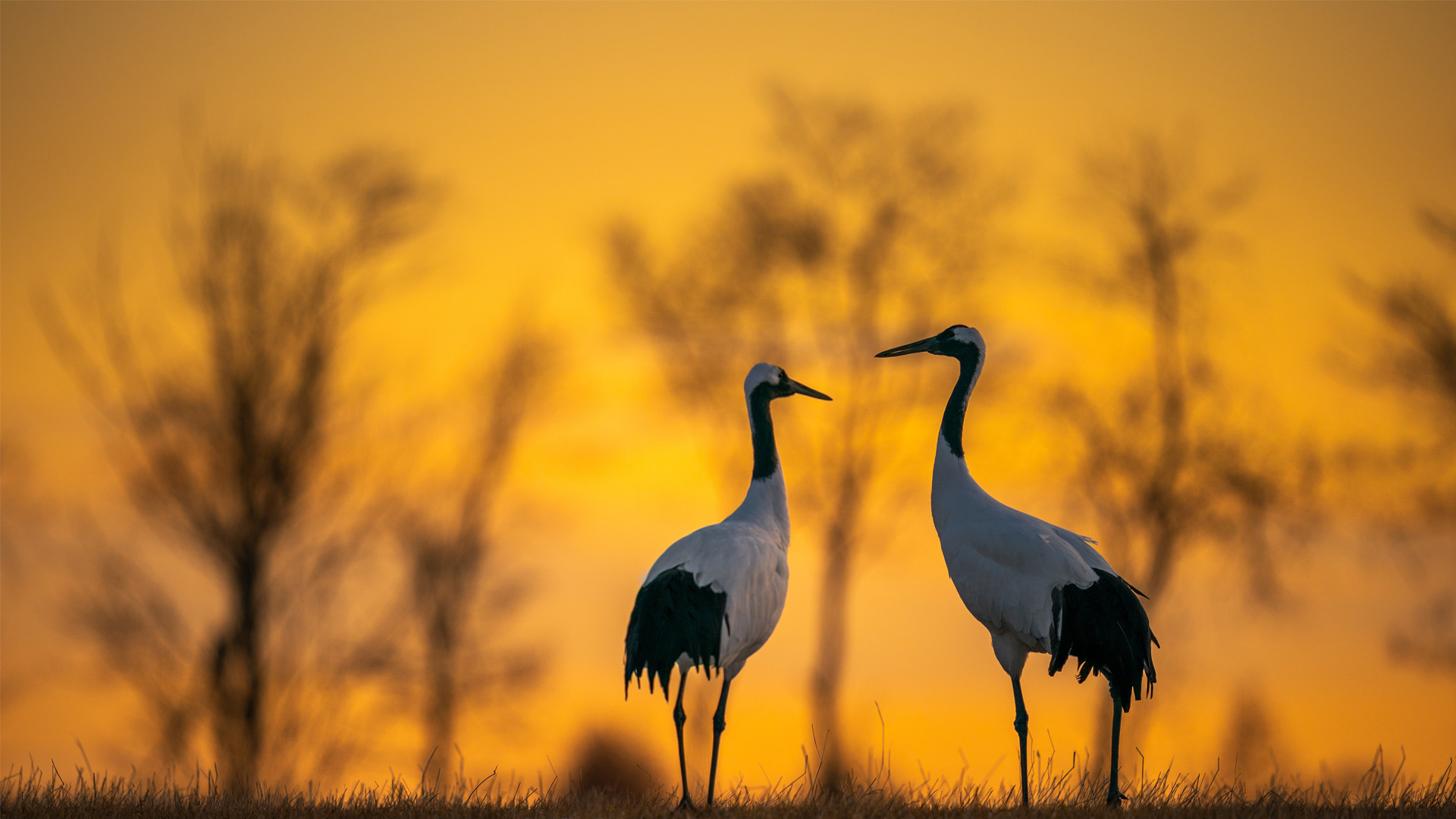 Beautiful cranes, Scenic field, Feathered creatures, Nature's splendor, 1920x1080 Full HD Desktop