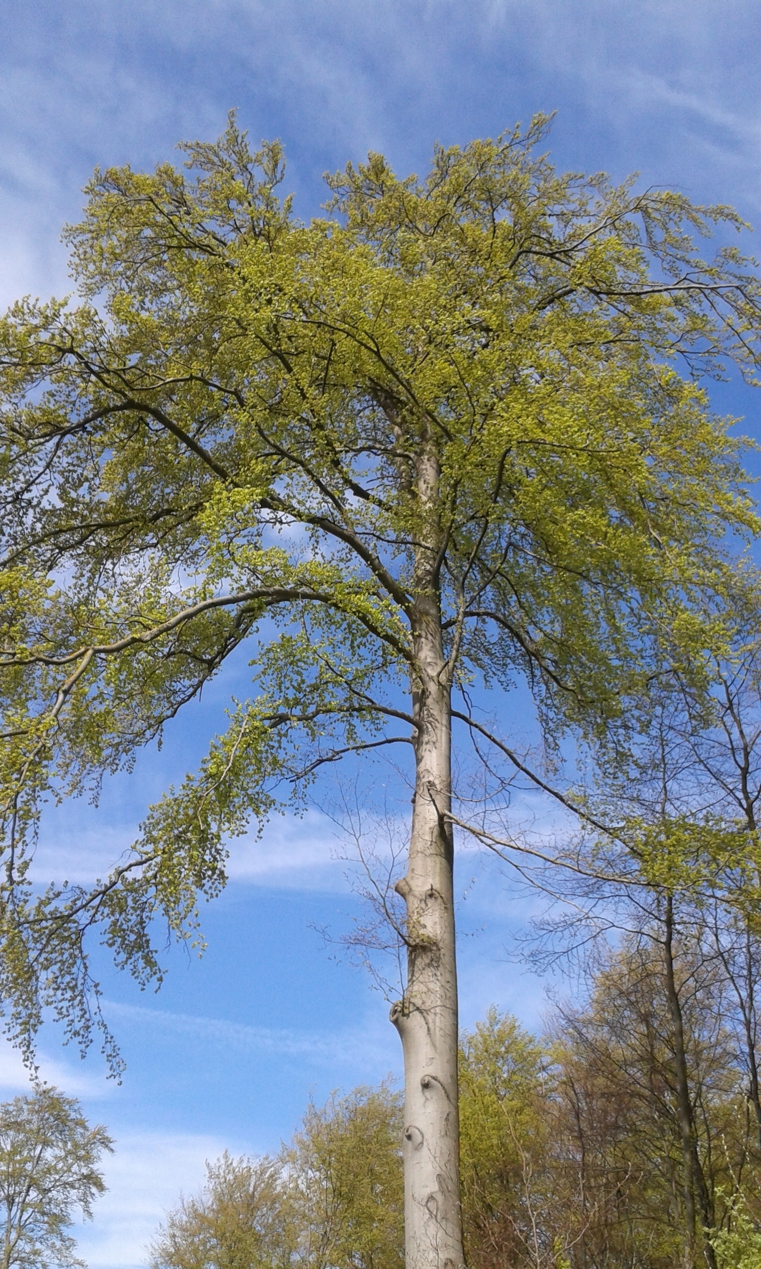 Beech Tree, Fall foliage, Vibrant leaves, Natural beauty, 1540x2560 HD Phone
