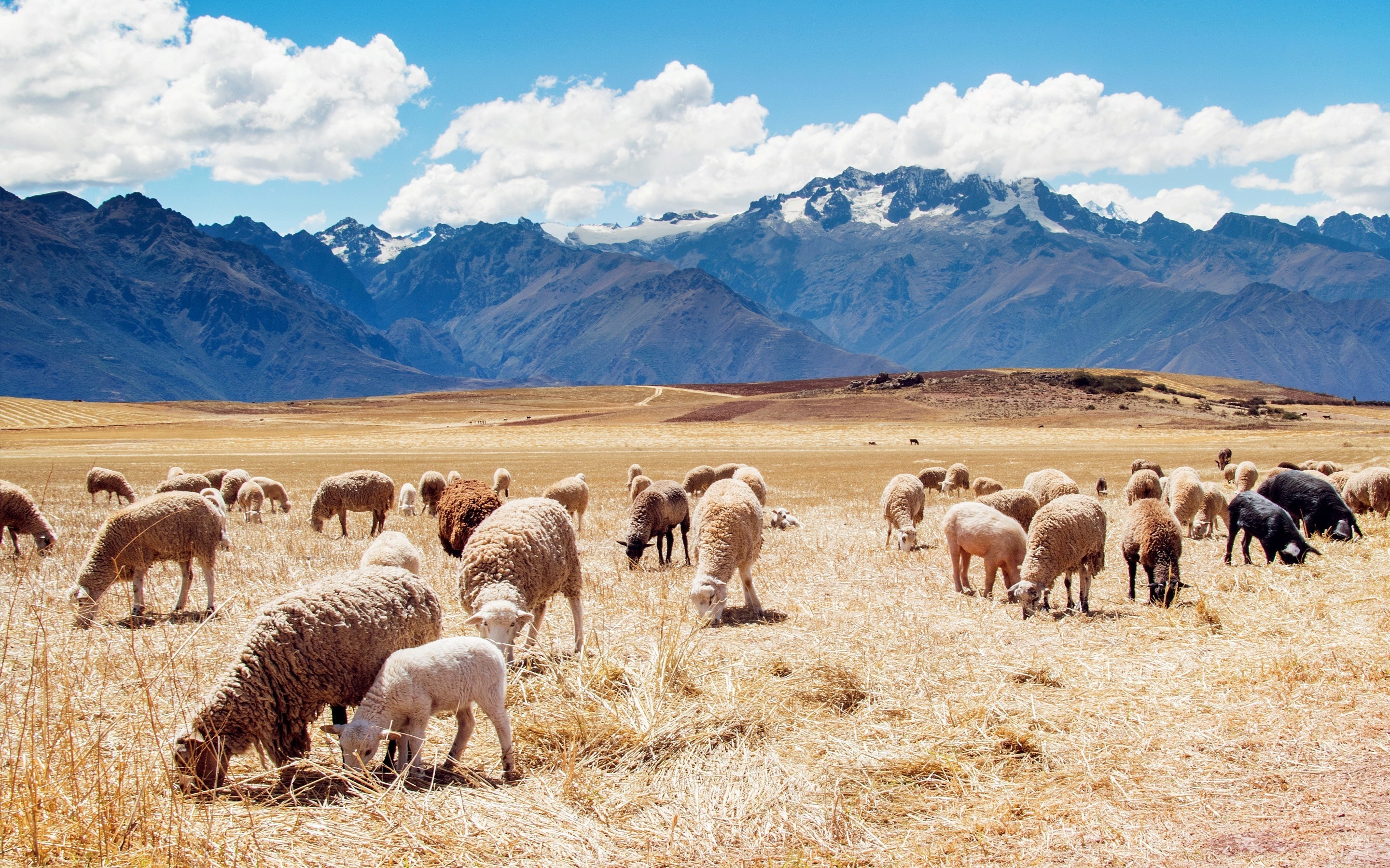 Peru mountain landscape, Nature animals, Sheep wallpapers, 2880x1800 HD Desktop