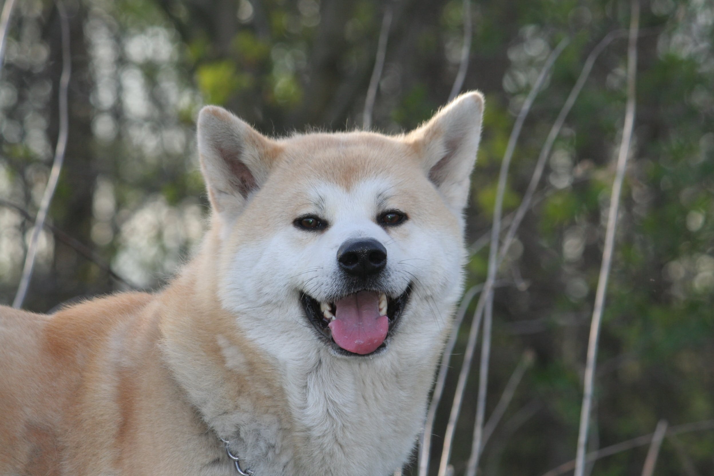 Hokkaido Dog, Rden zeilinger, Animals, 2500x1670 HD Desktop