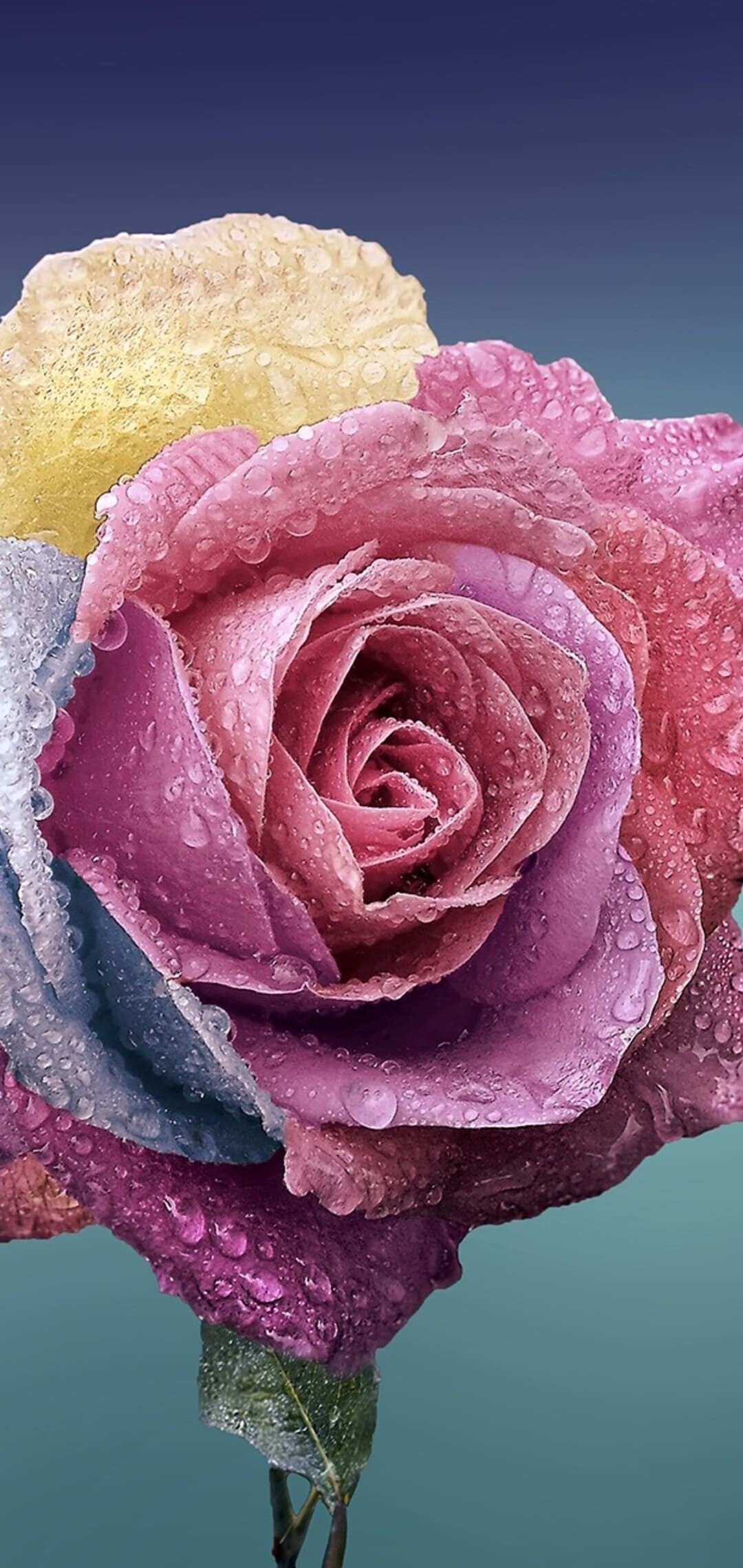 Rose: Some kinds of roses are artificially colored using dyed water, like rainbow roses. 1080x2280 HD Background.