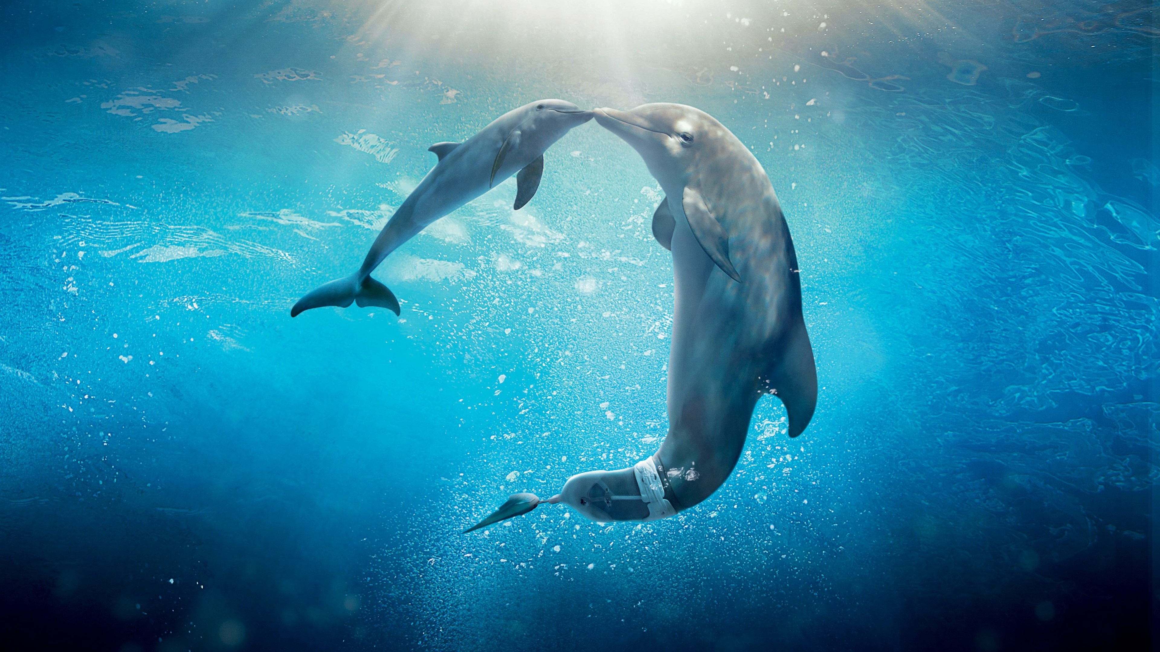 Dolphin Tale 2 movie wallpapers, Aquatic adventures, Heartwarming family films, Dolphin tale sequel, 3840x2160 4K Desktop