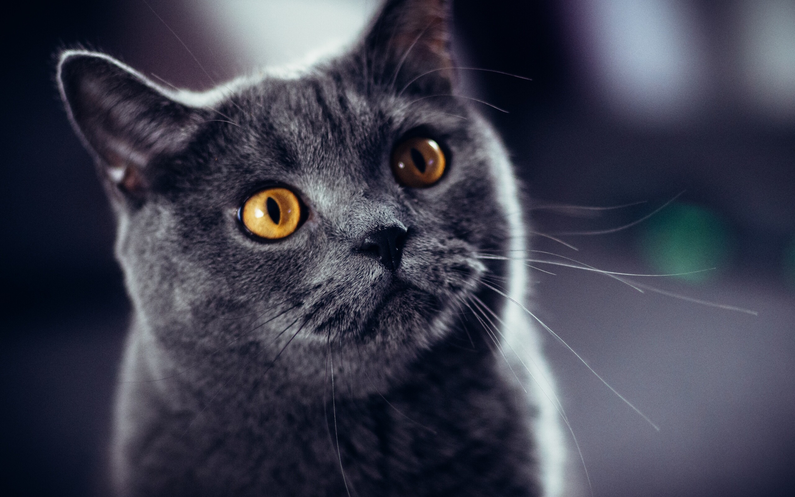 British Cat: The coat is one of the breed's defining features, It is very dense but does not have an undercoat, The texture is plush rather than woolly or fluffy, with a firm, "crisp" pile that breaks noticeably over the cat's body as it moves. 2560x1600 HD Background.