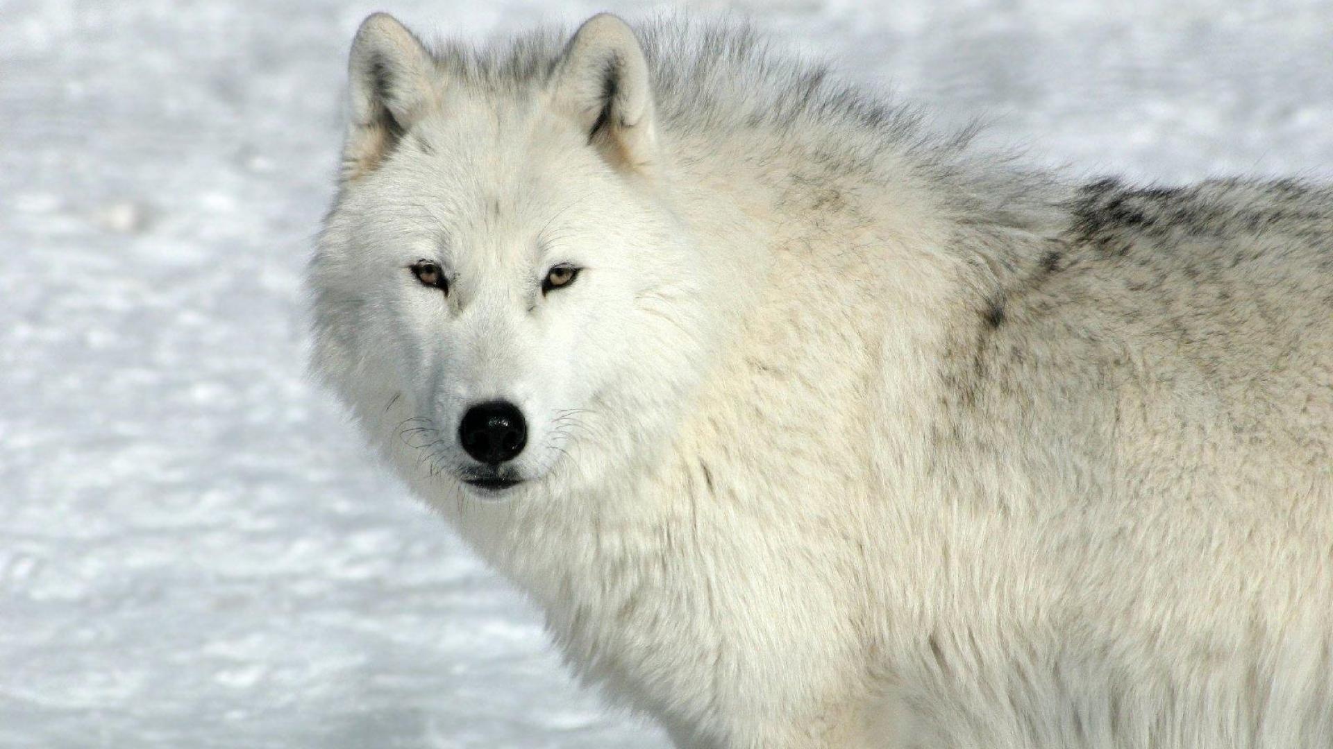 Arctic Wolf, Enchanting creature, Arctic beauty, Silent observer, 1920x1080 Full HD Desktop