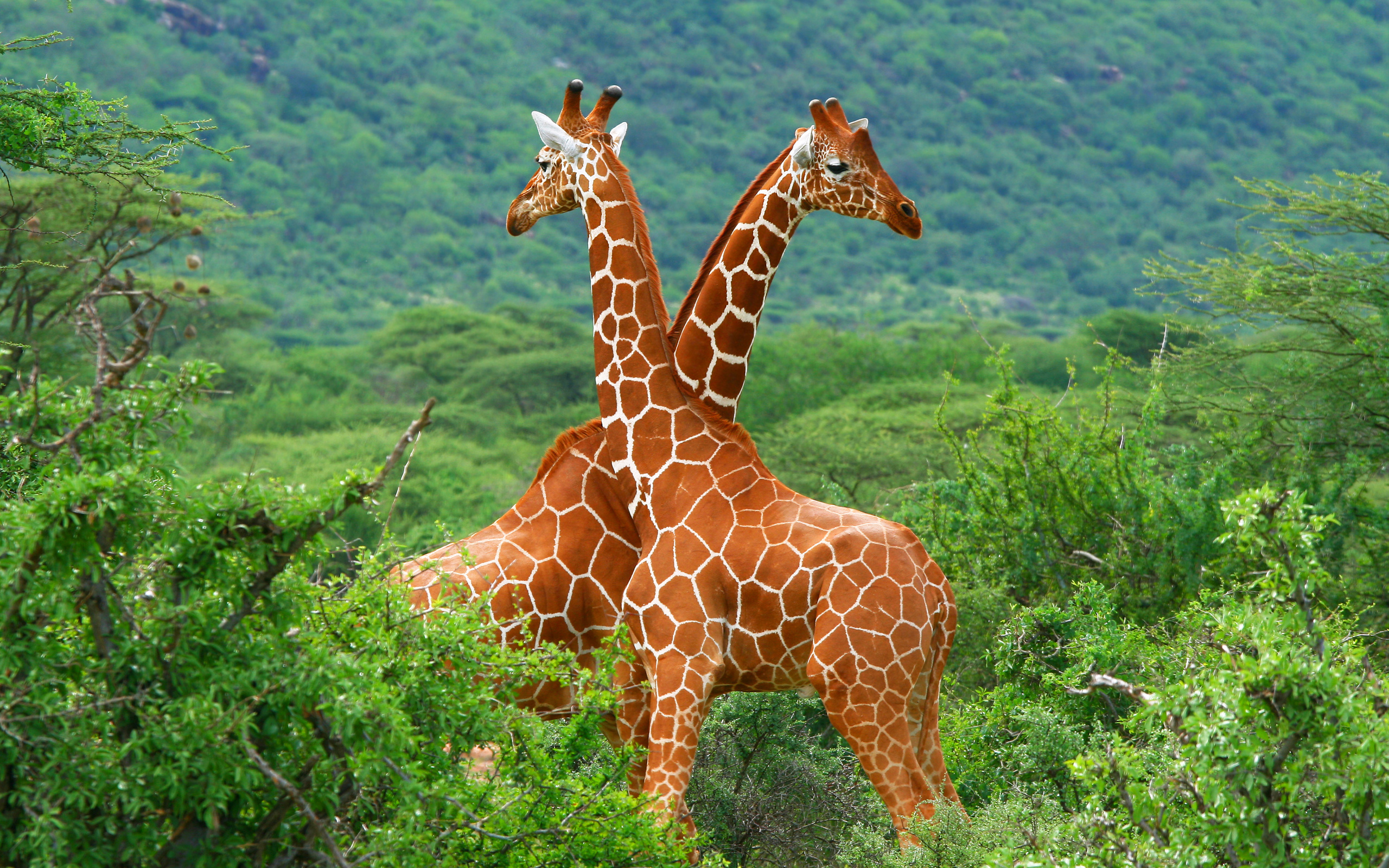 Giraffe: Found in the dry savannahs of Africa, where they roam among the open plains and woodlands. 2560x1600 HD Background.