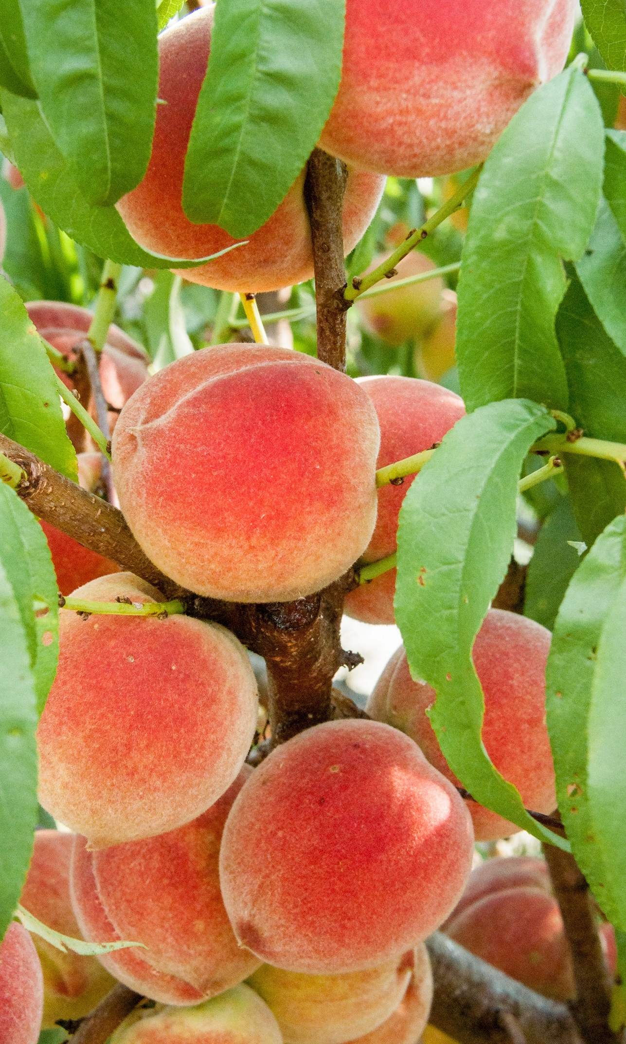 Peach: Rich in antioxidants, including vitamin C. 1290x2150 HD Wallpaper.