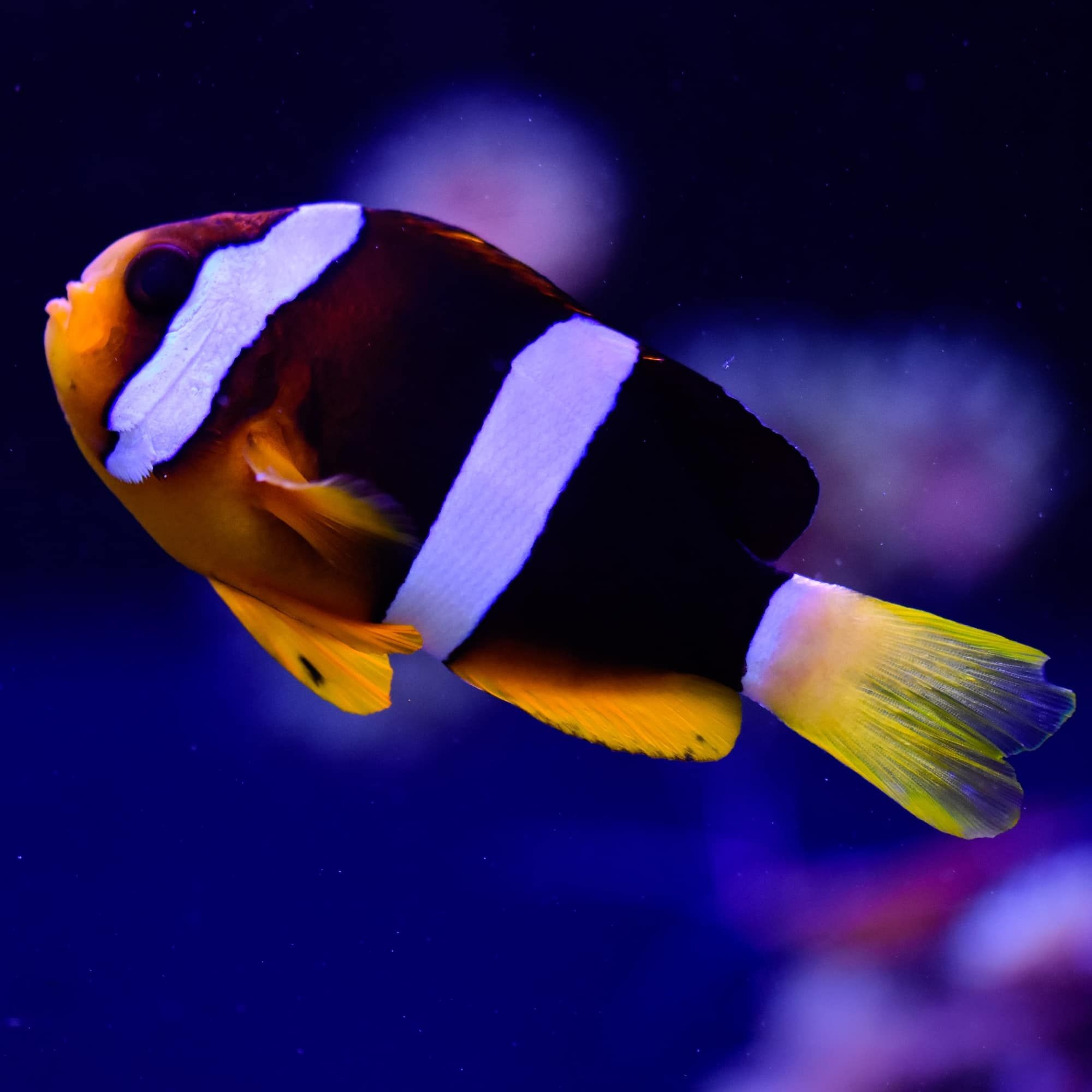 Clownfish, Ideas, Saltwater, Reef, 2000x2000 HD Phone
