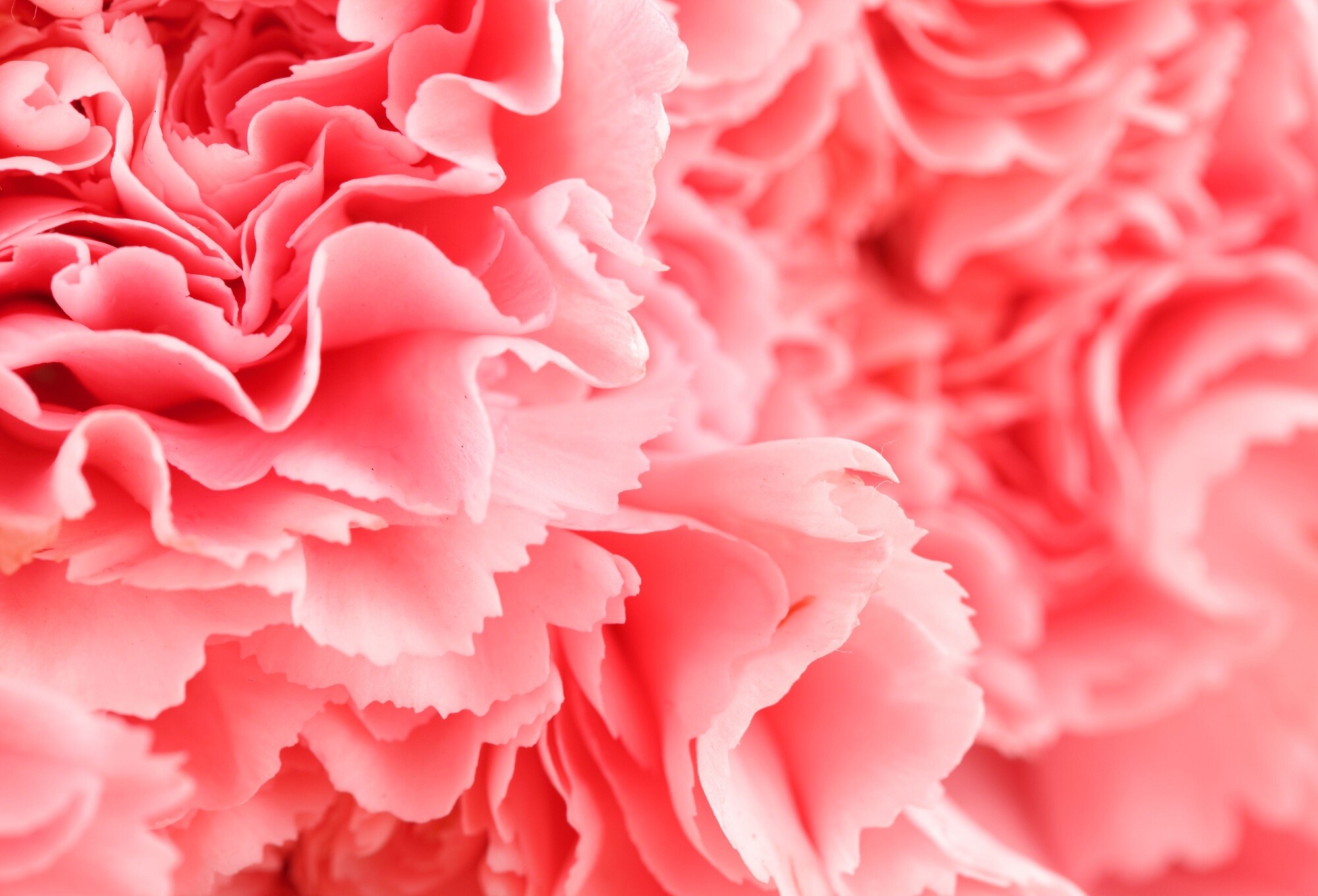 Carnation: A herbaceous perennial, It is part of the Caryophyllaceae family and is native to Southern Europe to India. 2000x1360 HD Background.