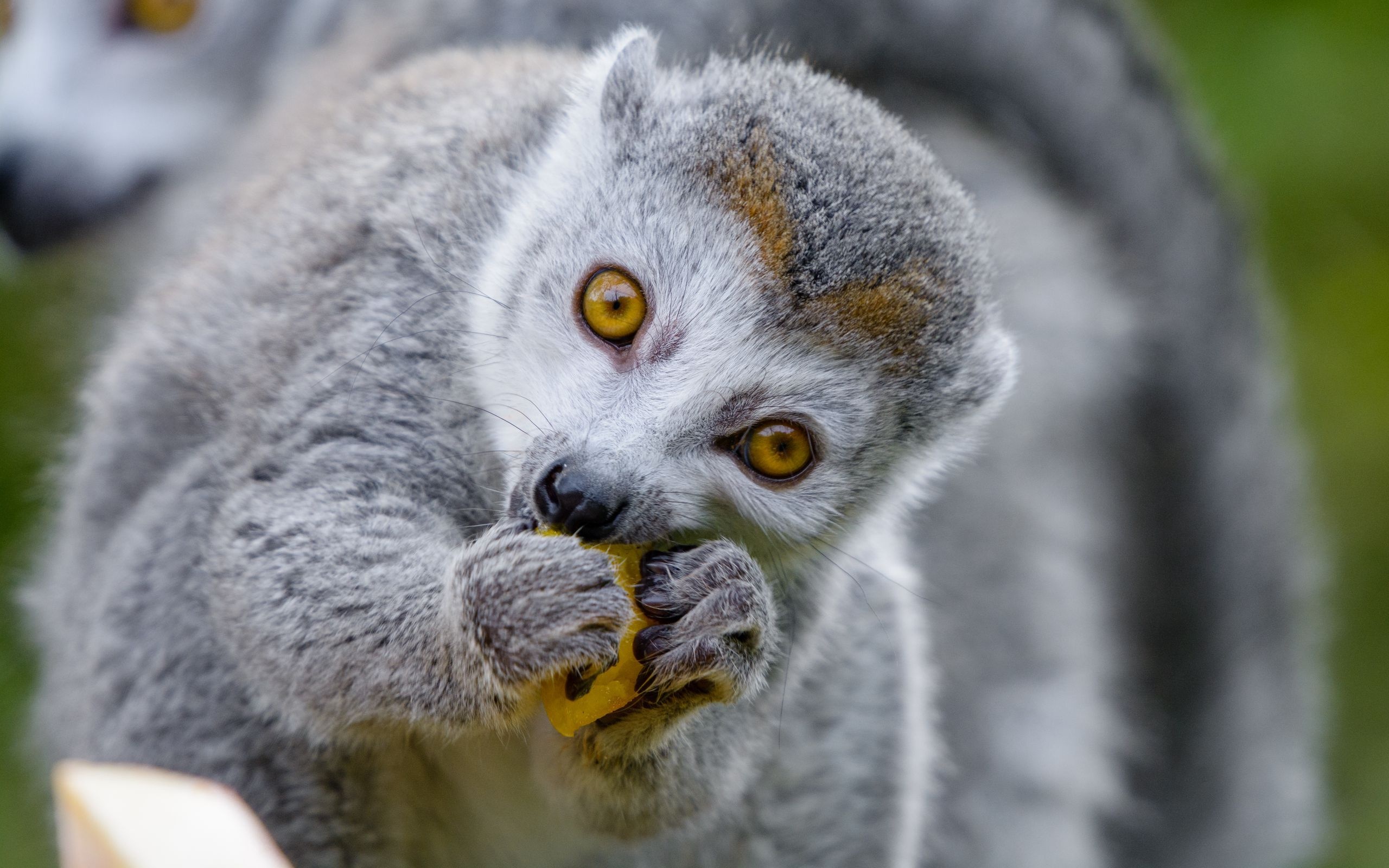 Cute lemur wallpapers, Adorable primates, Nature backgrounds, Wildlife, 2560x1600 HD Desktop